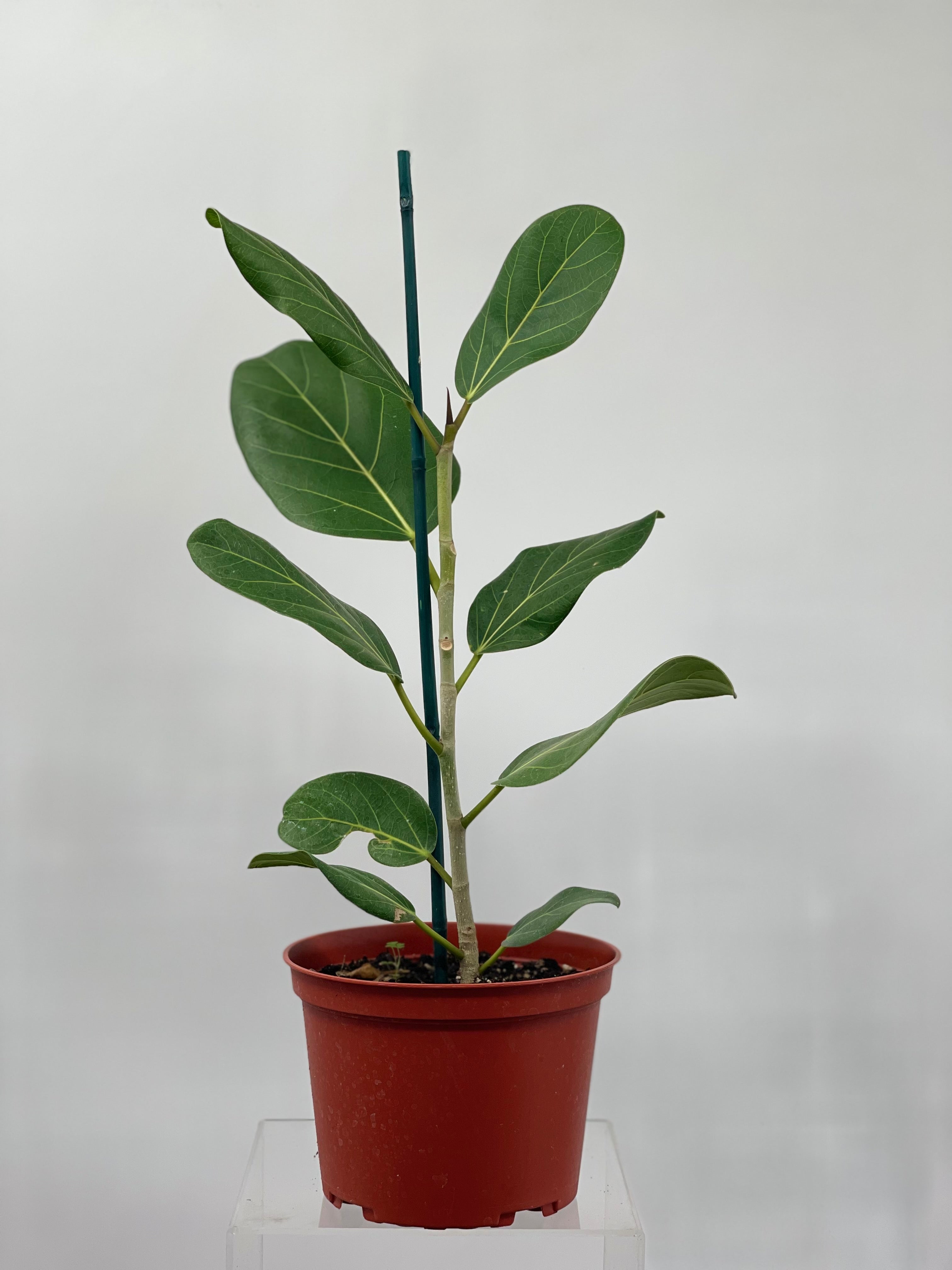ficus audrey 6 Ficus Audrey Indoor Plant for Sale, Best Houseplants for Beginners 6" Pot / Grower Pot by Succulents Box