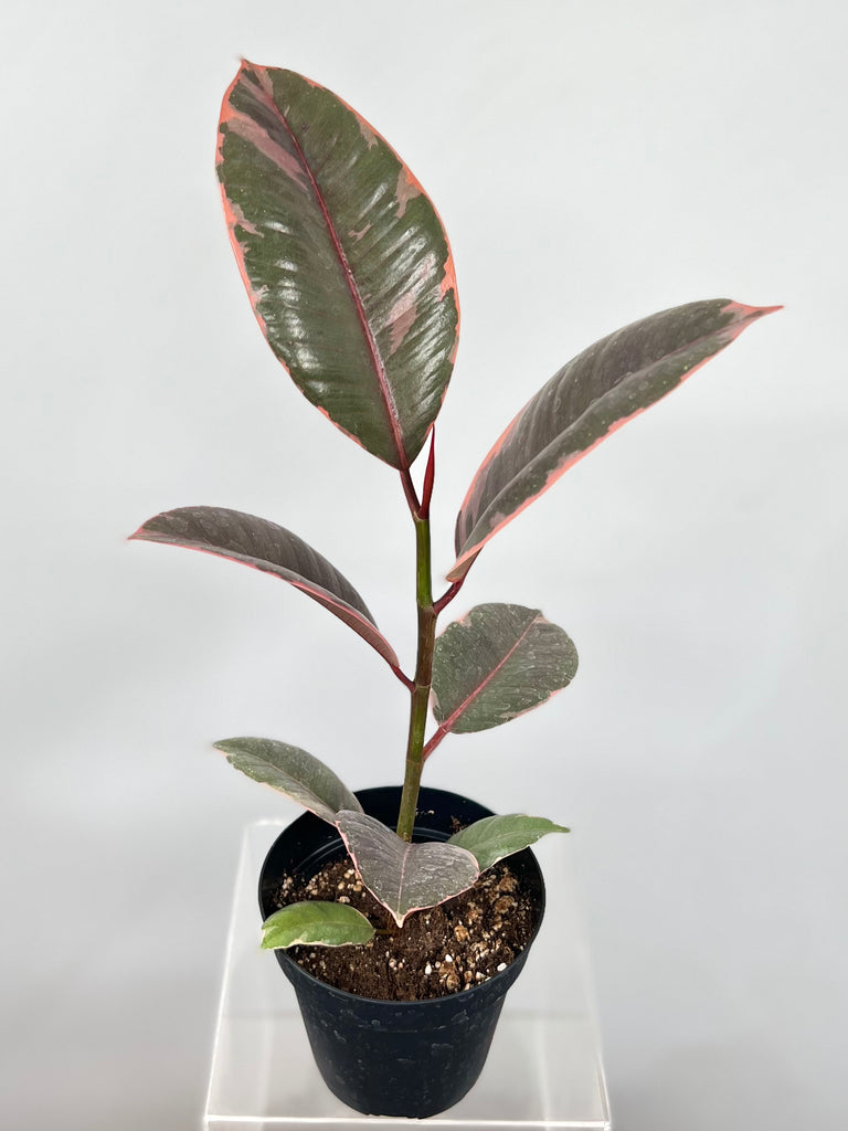 4" Ficus Decora Ruby Pink