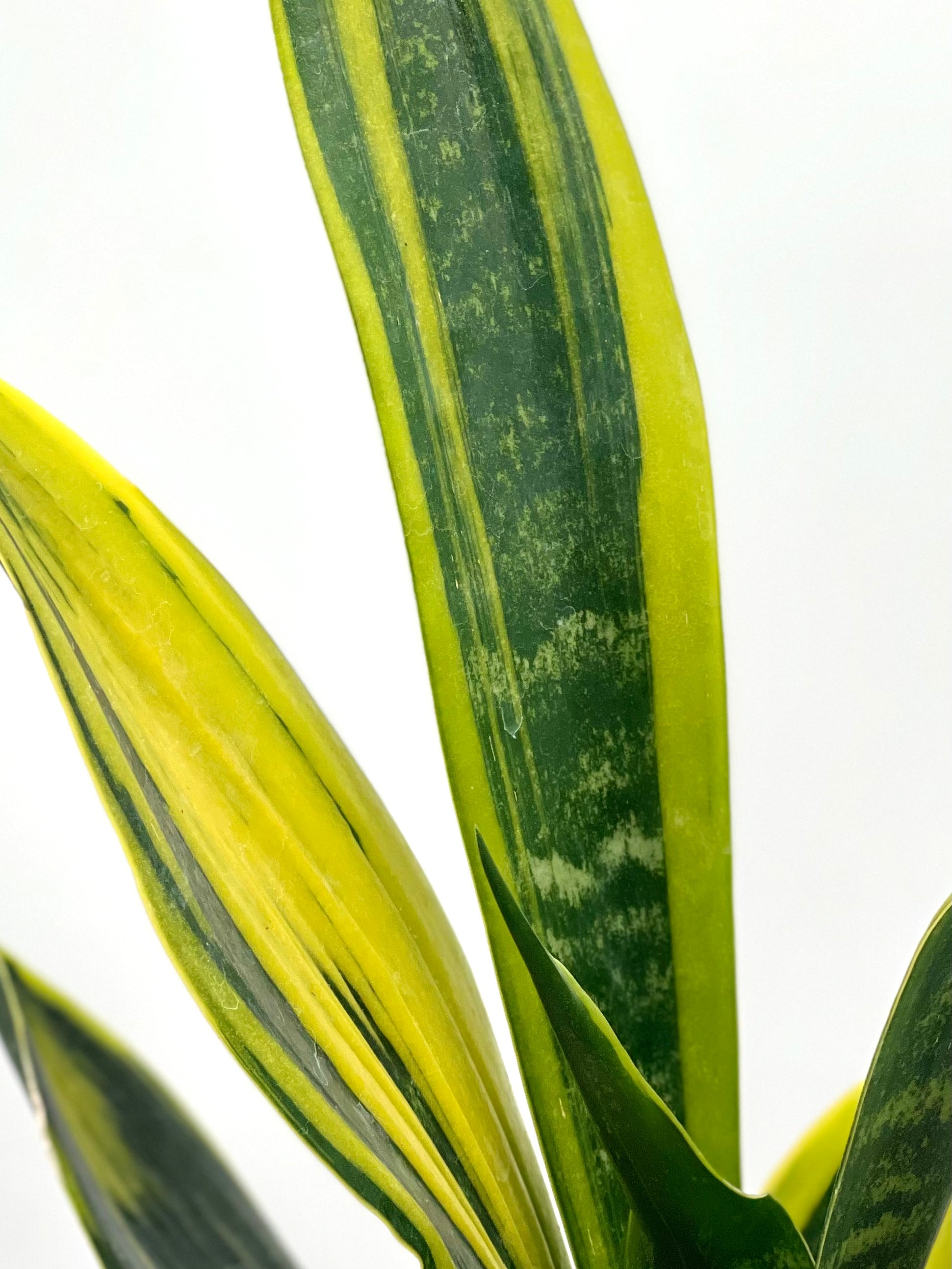 sansevieria flajava 6" Sansevieria Flame – Plant Decor Shop