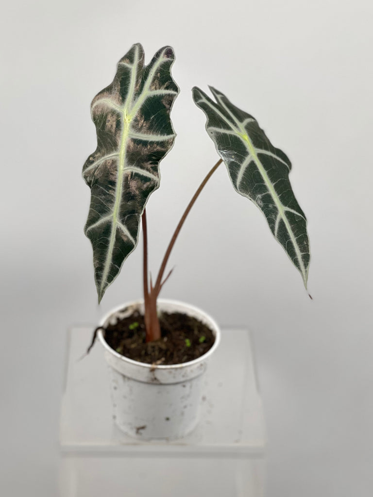 4" Alocasia Polly 'African Mask'