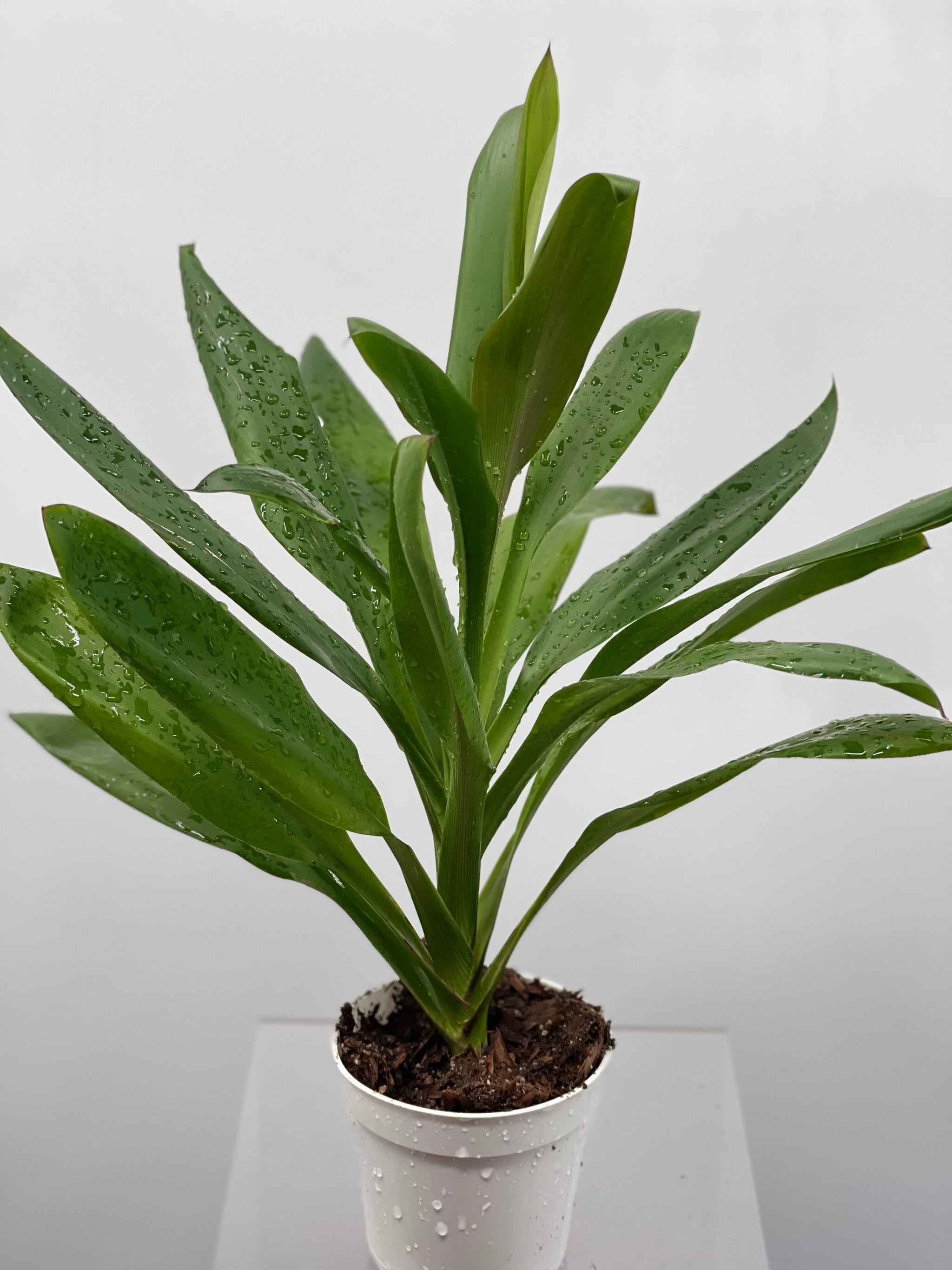 dracaena cordyline glauca 4