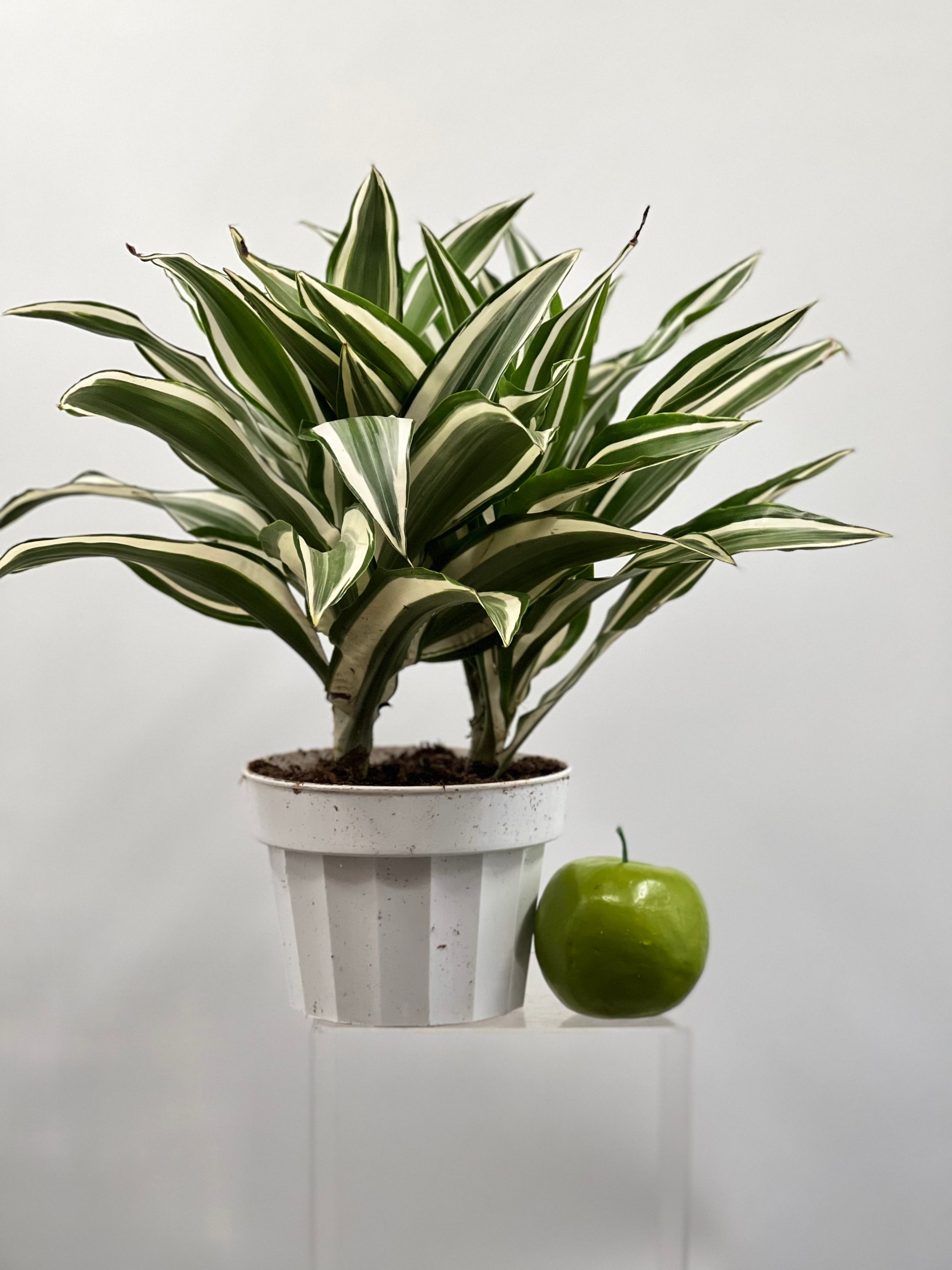 warneckii dracaena air purifying 6" Dracaena White Bird – Plant Decor Shop