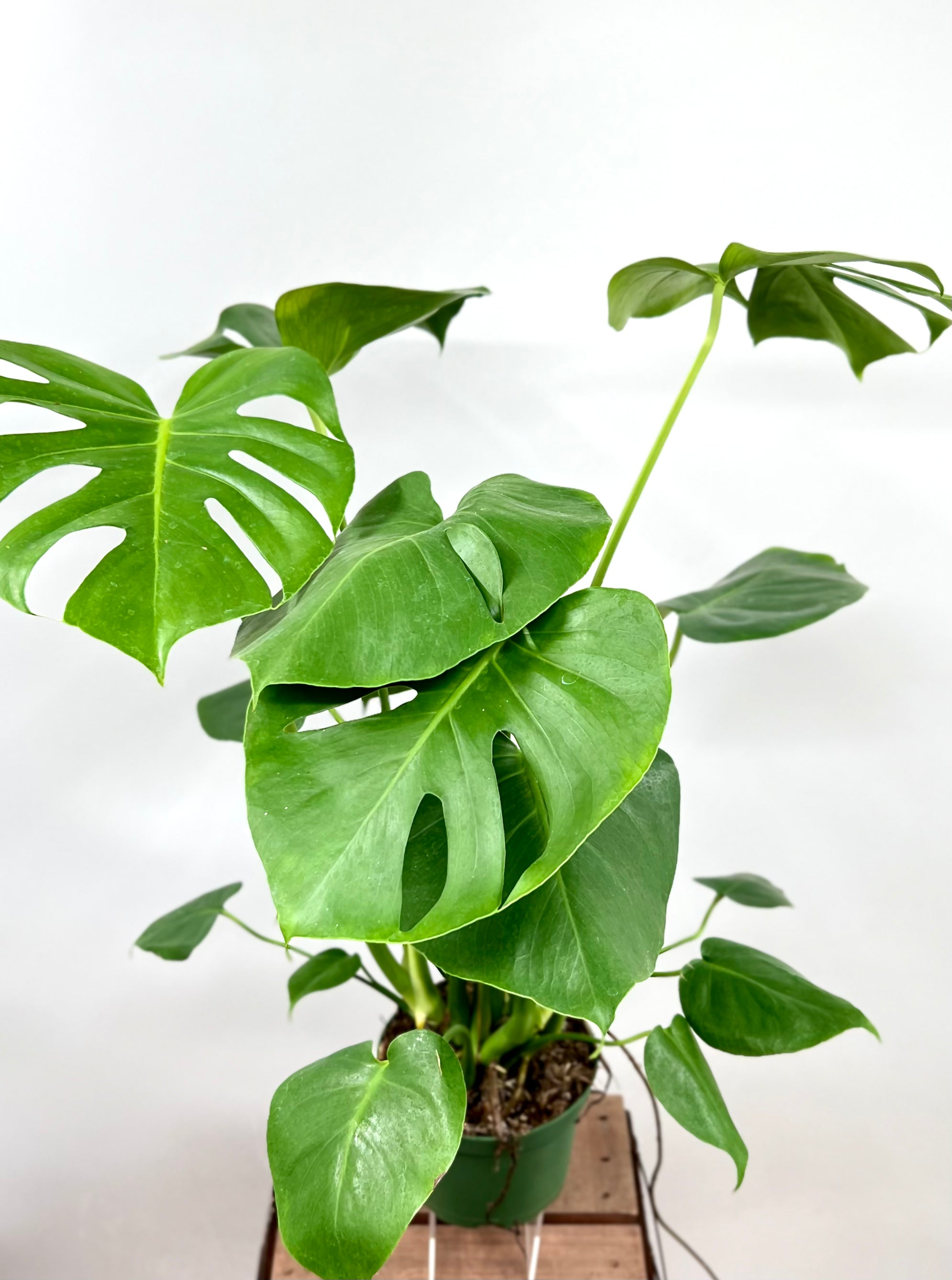 fensterblatt monstera deliciosa 6" Monstera Deliciosa