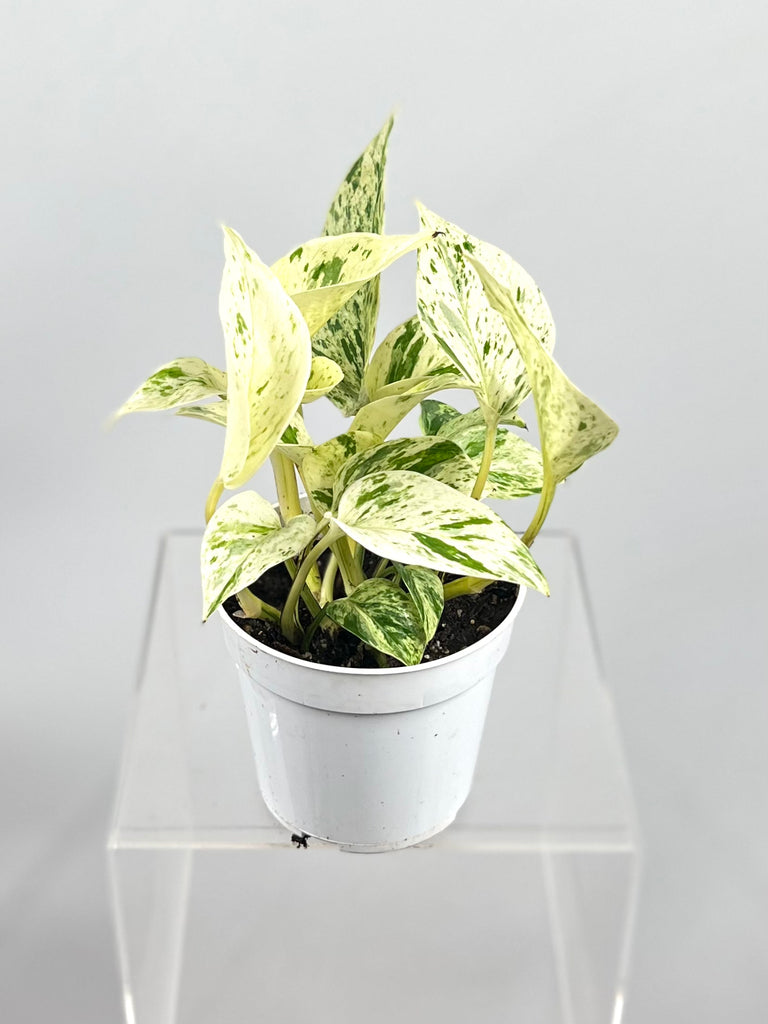 snow queen indoor plant Pothos Snow Queen