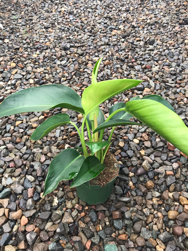 6" Philodendron Congo Green