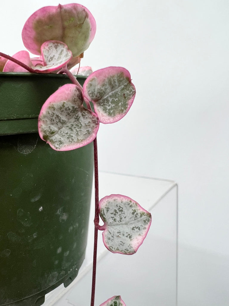 4" Ceropegia String of Hearts', Variegated