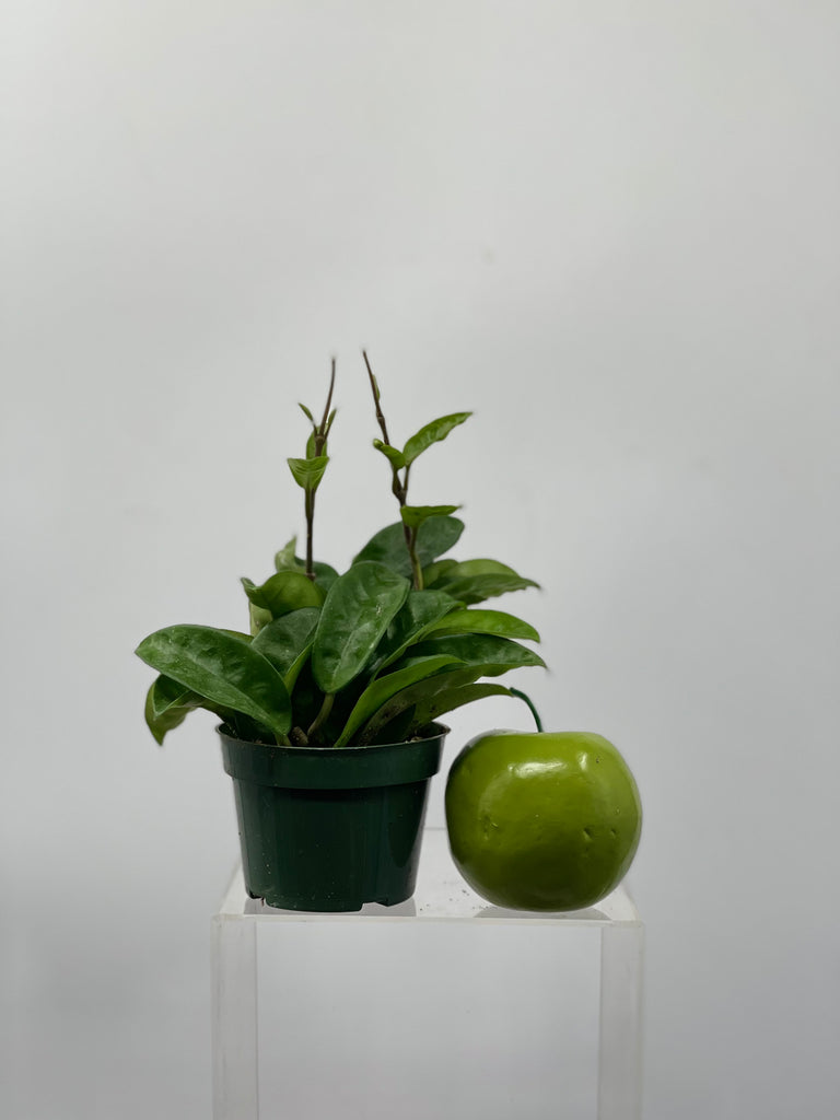 4" Hoya Carnosa Ripple Leaf