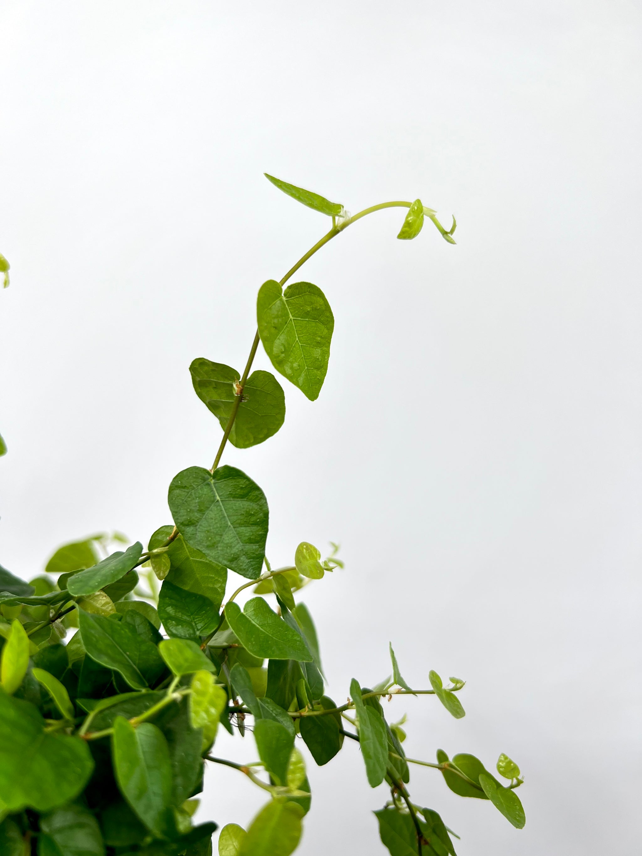 ficus hanging plant 6" Creeping Fig Ficus – Plant Decor Shop