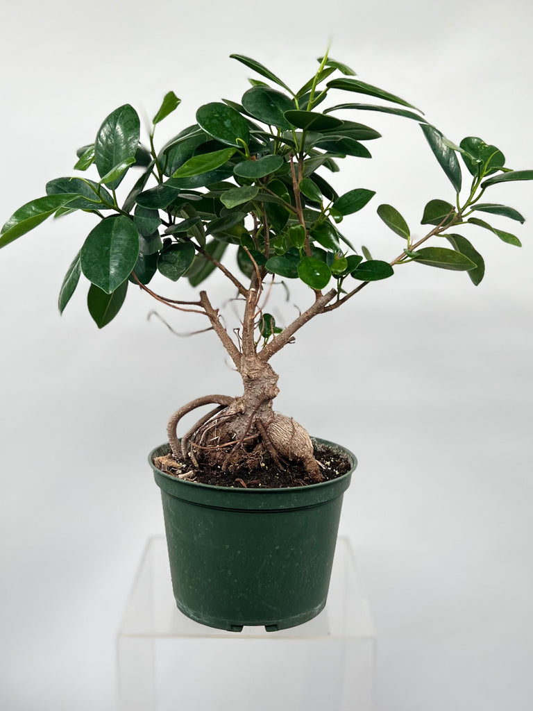 6" Ficus Ginseng