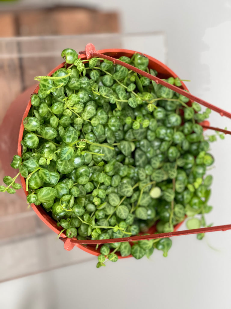 6" Peperomia Prostrata 'String of Turtles'