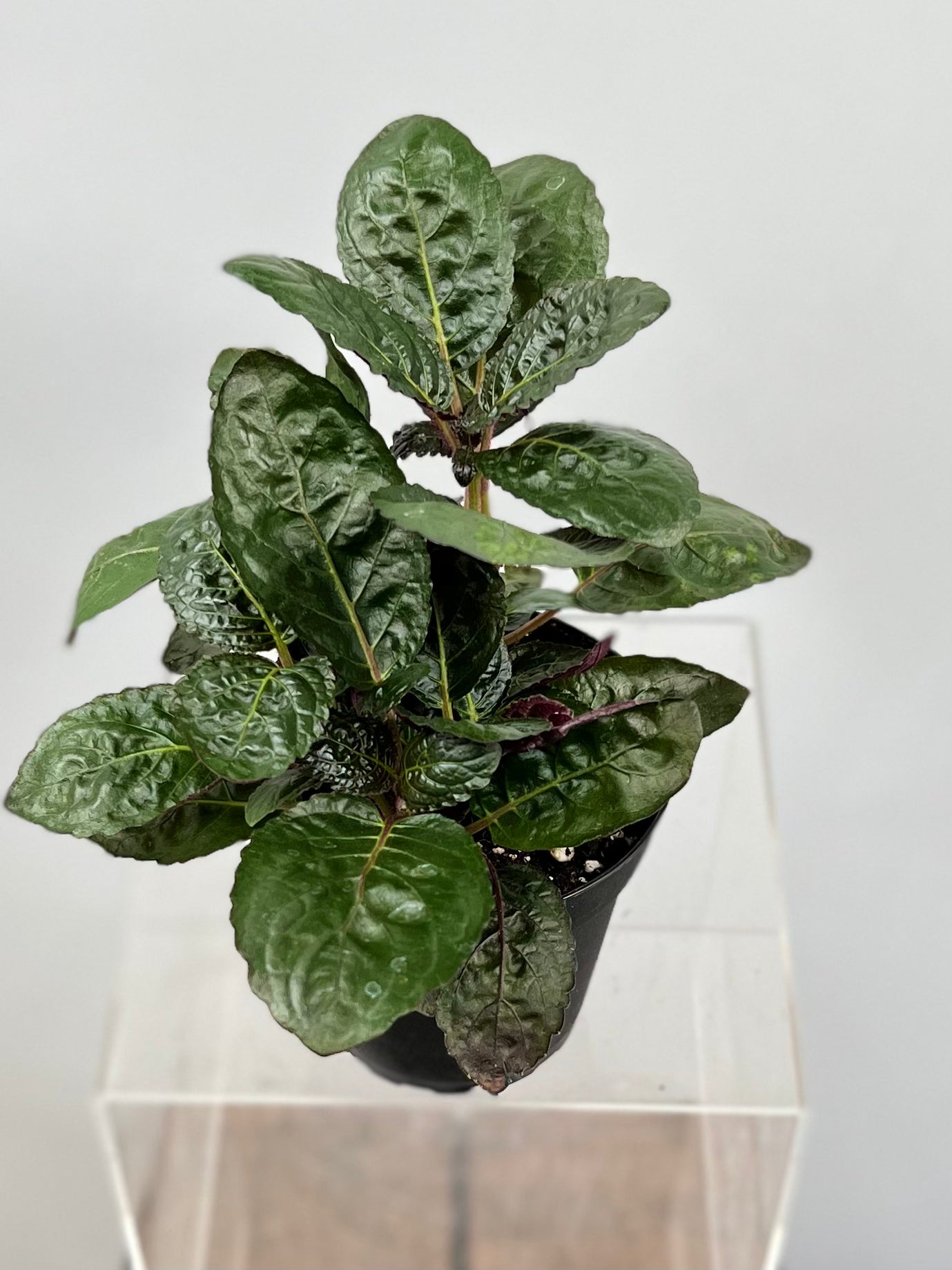 indoor waffle plant 4" Hemigraphis Purple Waffle – Plant Decor Shop