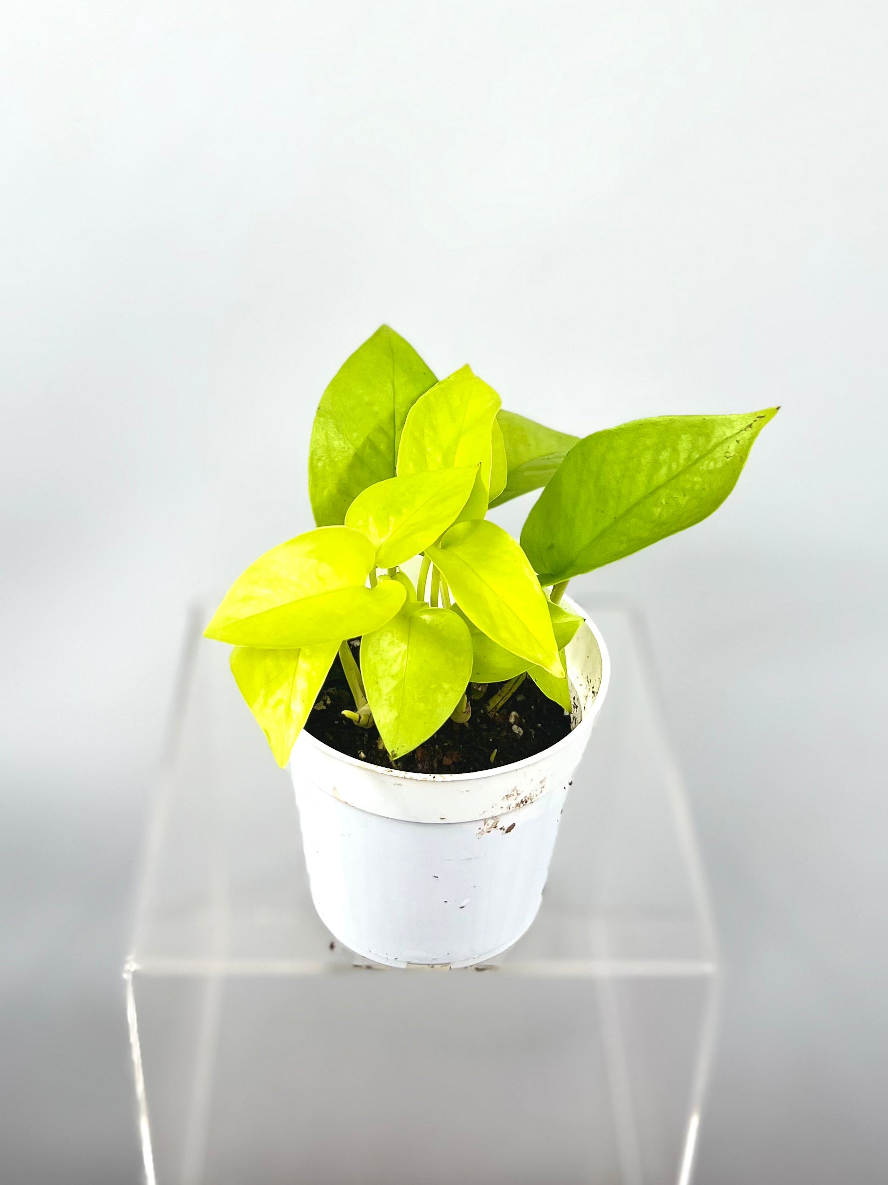pothos fluorescent light Pothos