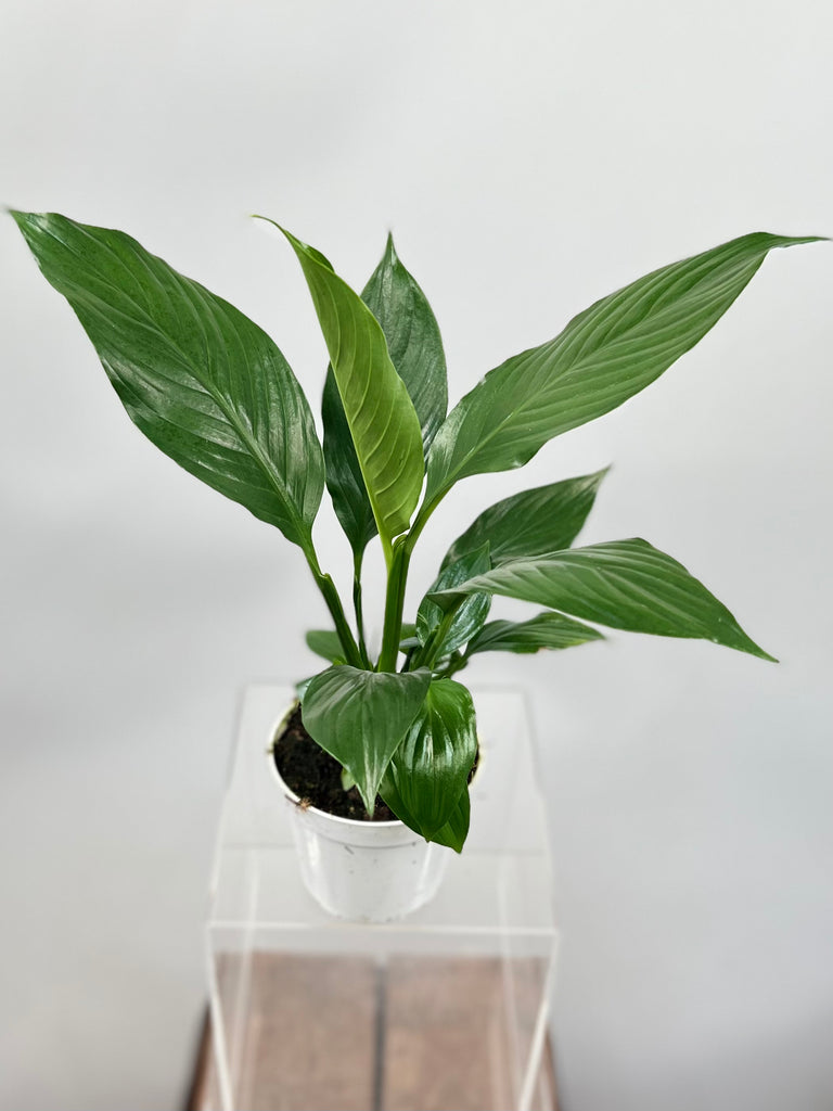 4" Spathiphyllum Green