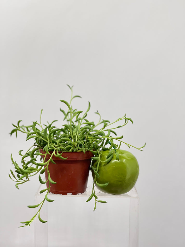 string of bananas plant indoors 4" Senecio Radicans "String of Bananas" – Plant Decor Shop