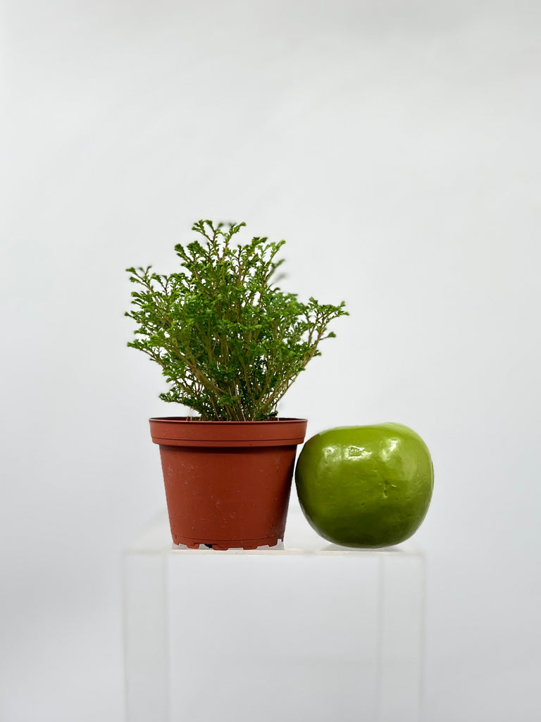 4" Selaginella Green