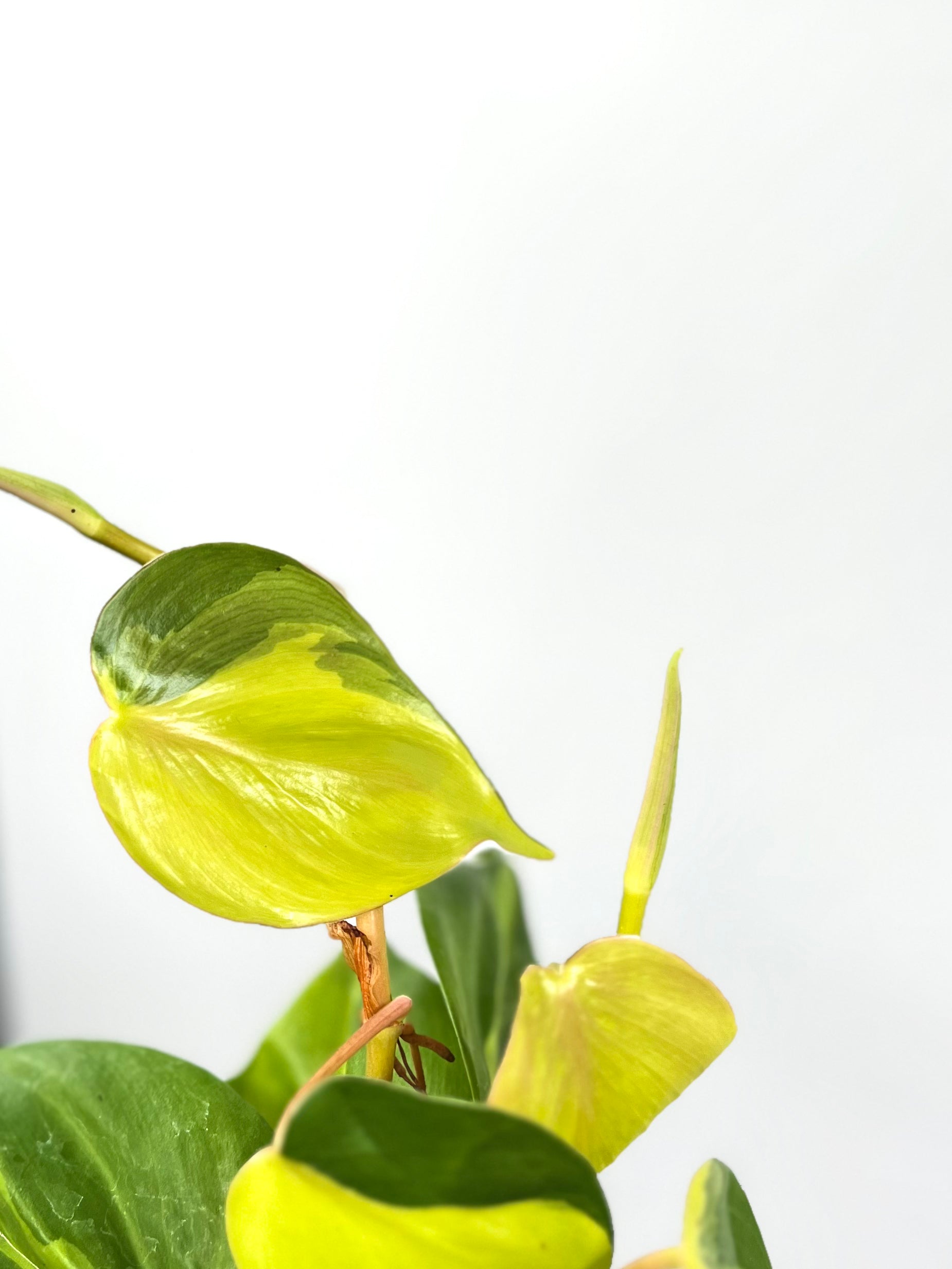 philodendron cordatum flower 6" Philodendron Cordatum 'Brasil'