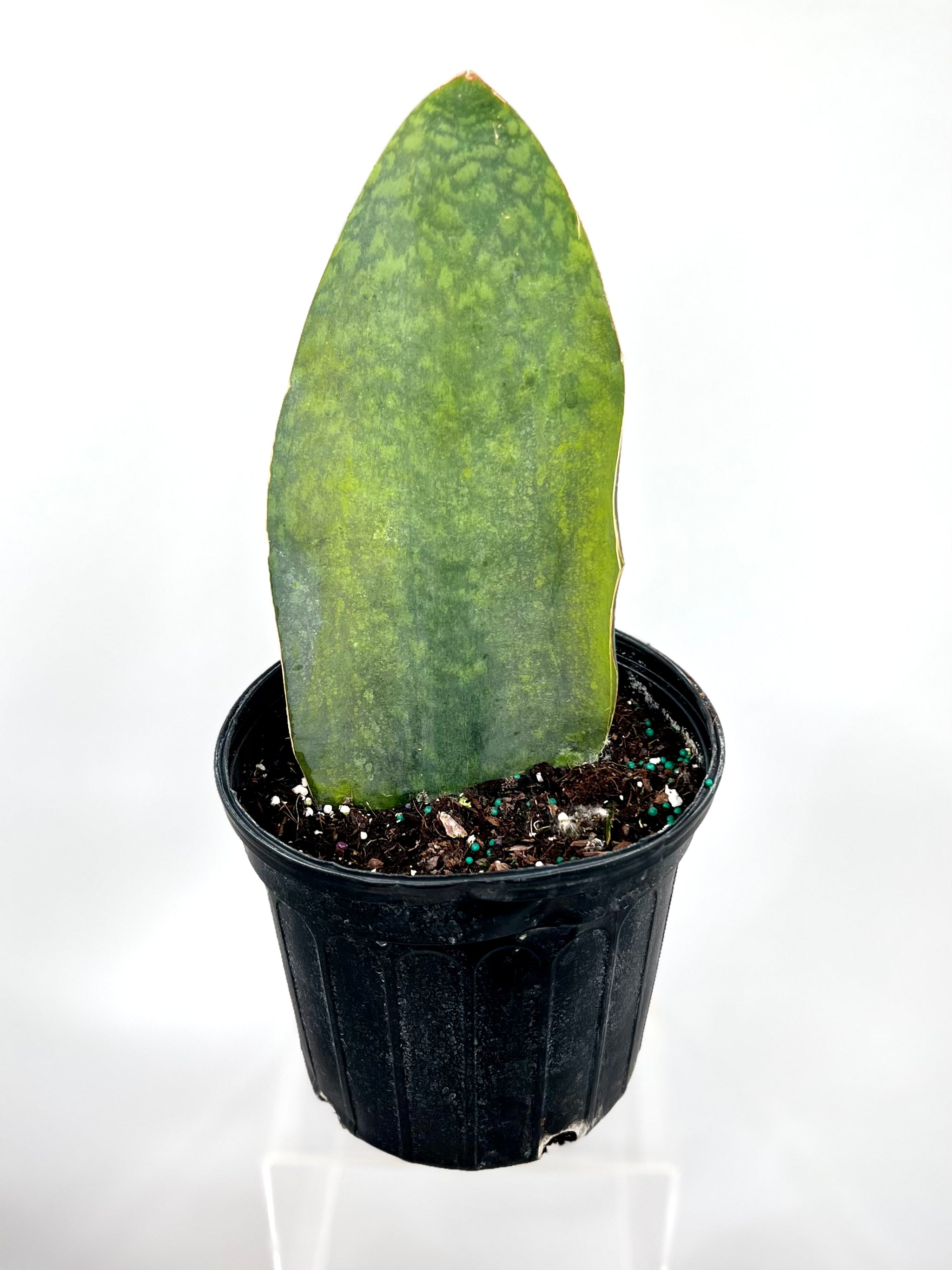 shark fin snake plant Sansevieria Masoniana (Shark fin Whale fin)