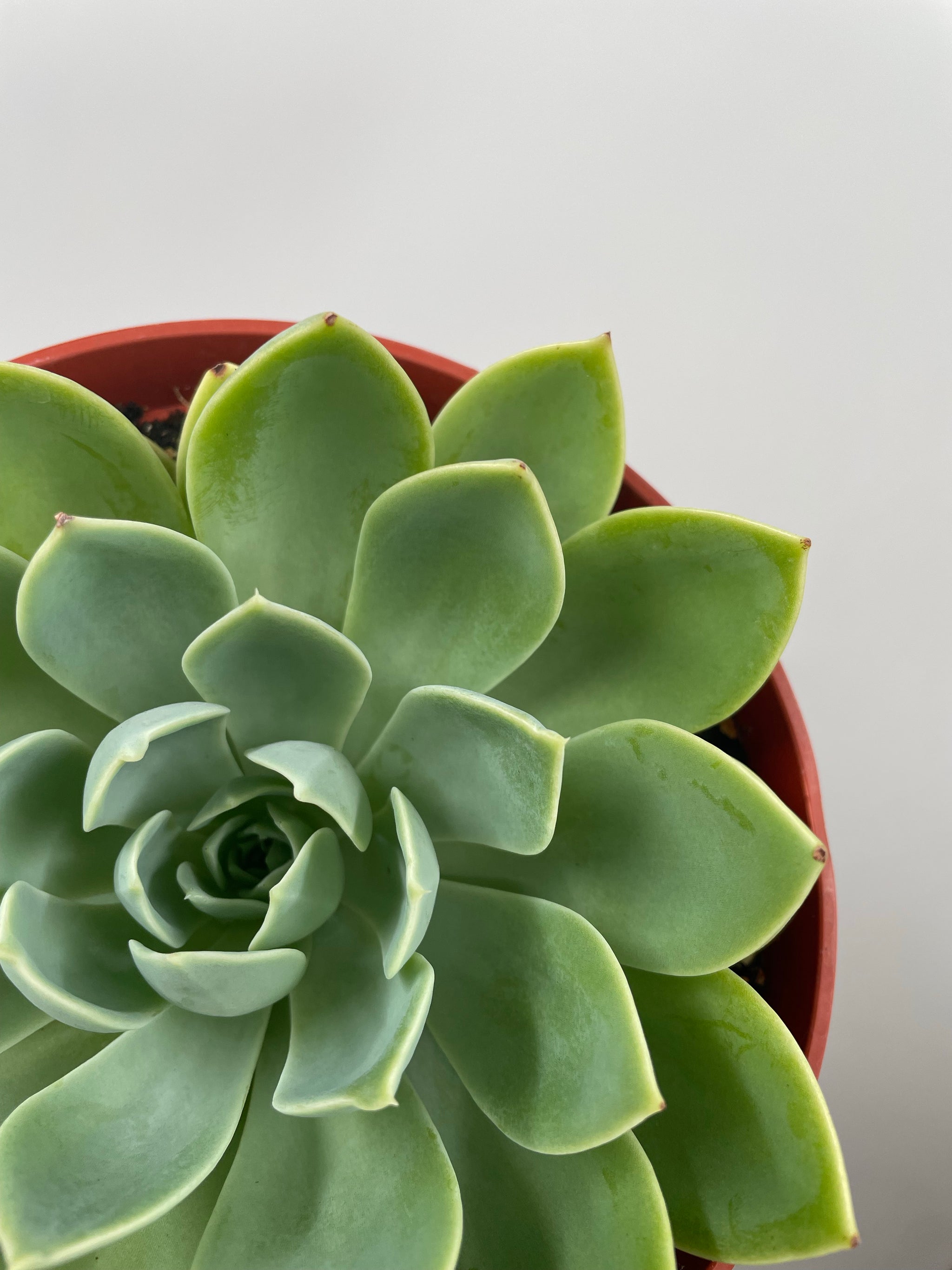 blue atoll succulent 6" Echeveria Blue Atoll