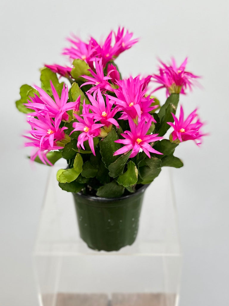 4" Spring Cactus, Pink