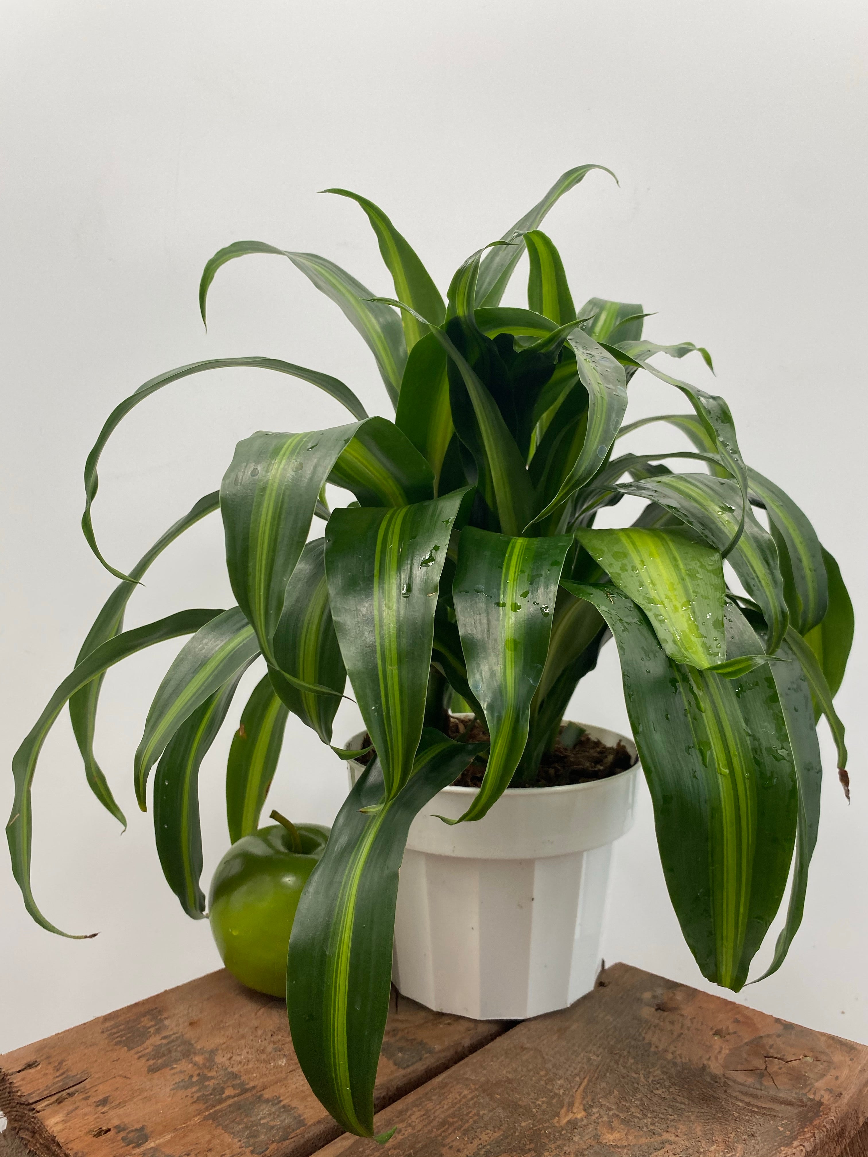 dracaena hilo girl 6" Dracaena Hawaiian Sunshine