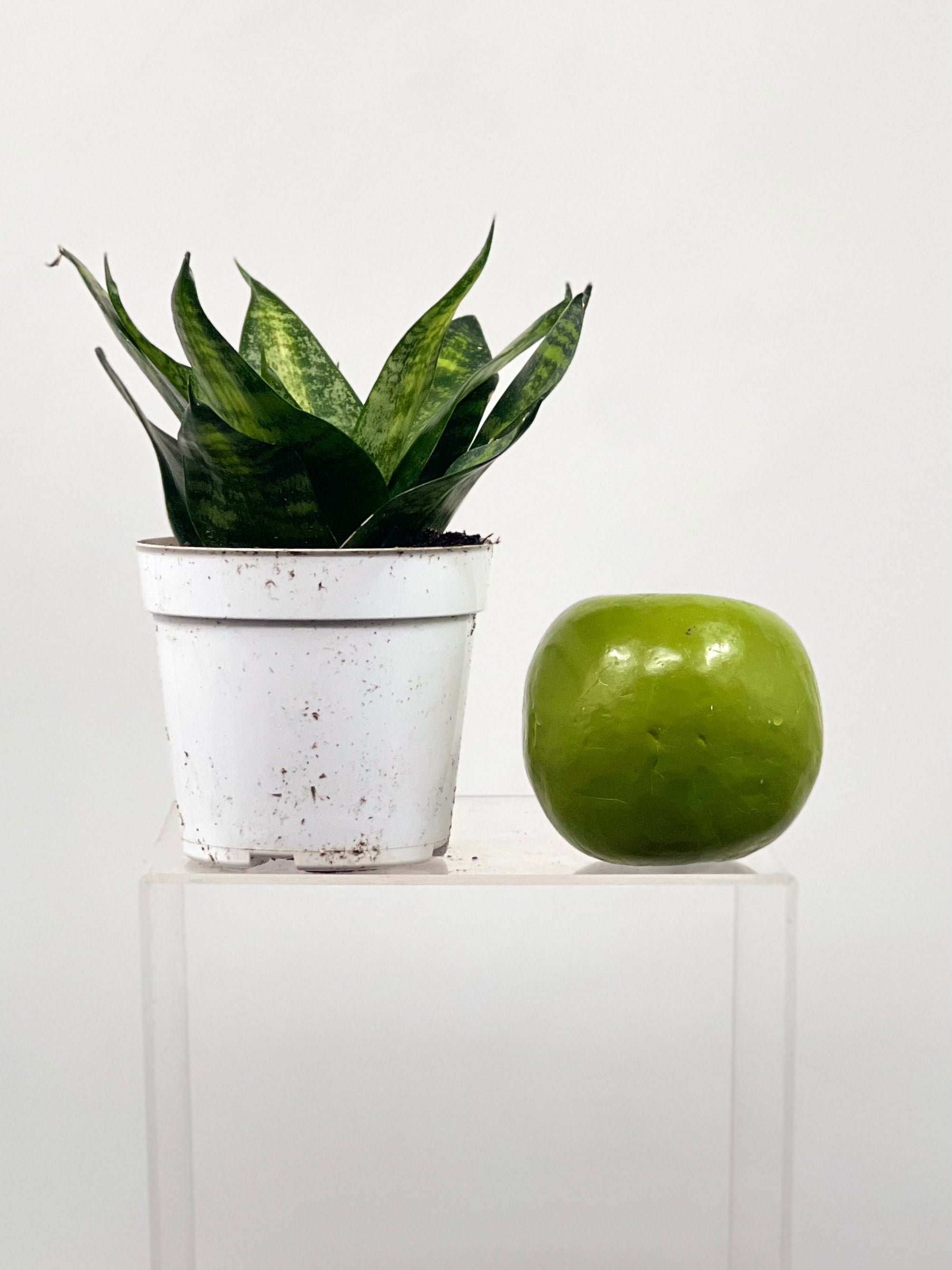 sansevieria tiger star 4" Sansevieria Tiger Star – Plant Decor Shop