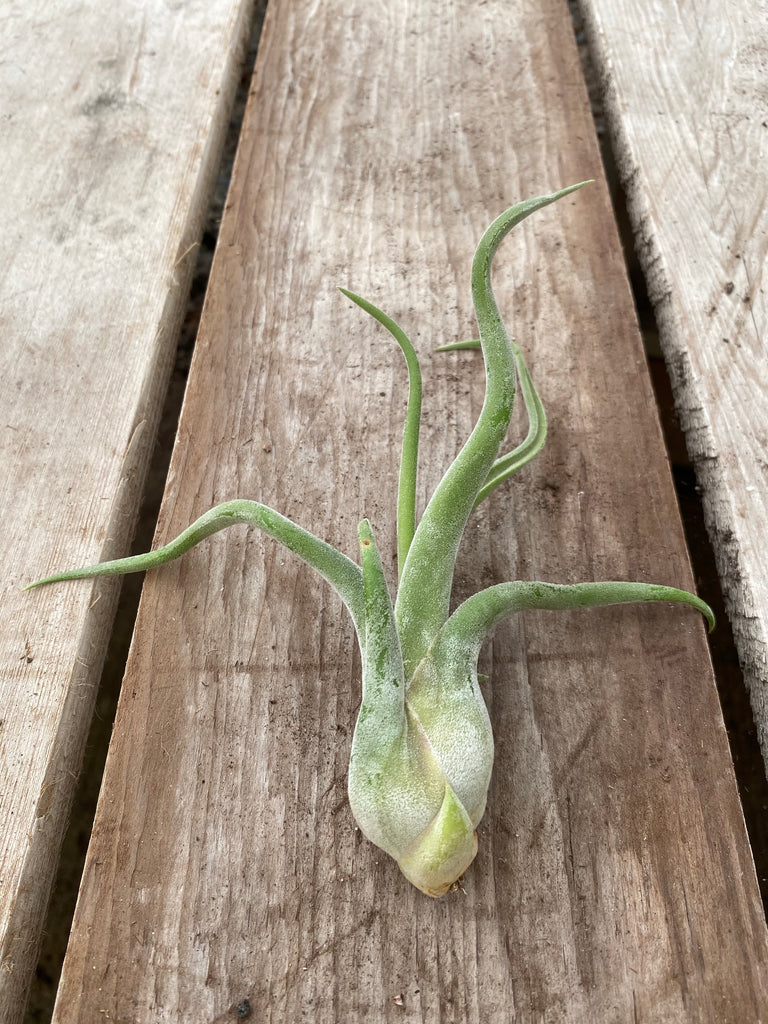 Tillandsia Caput Medusae, Medium
