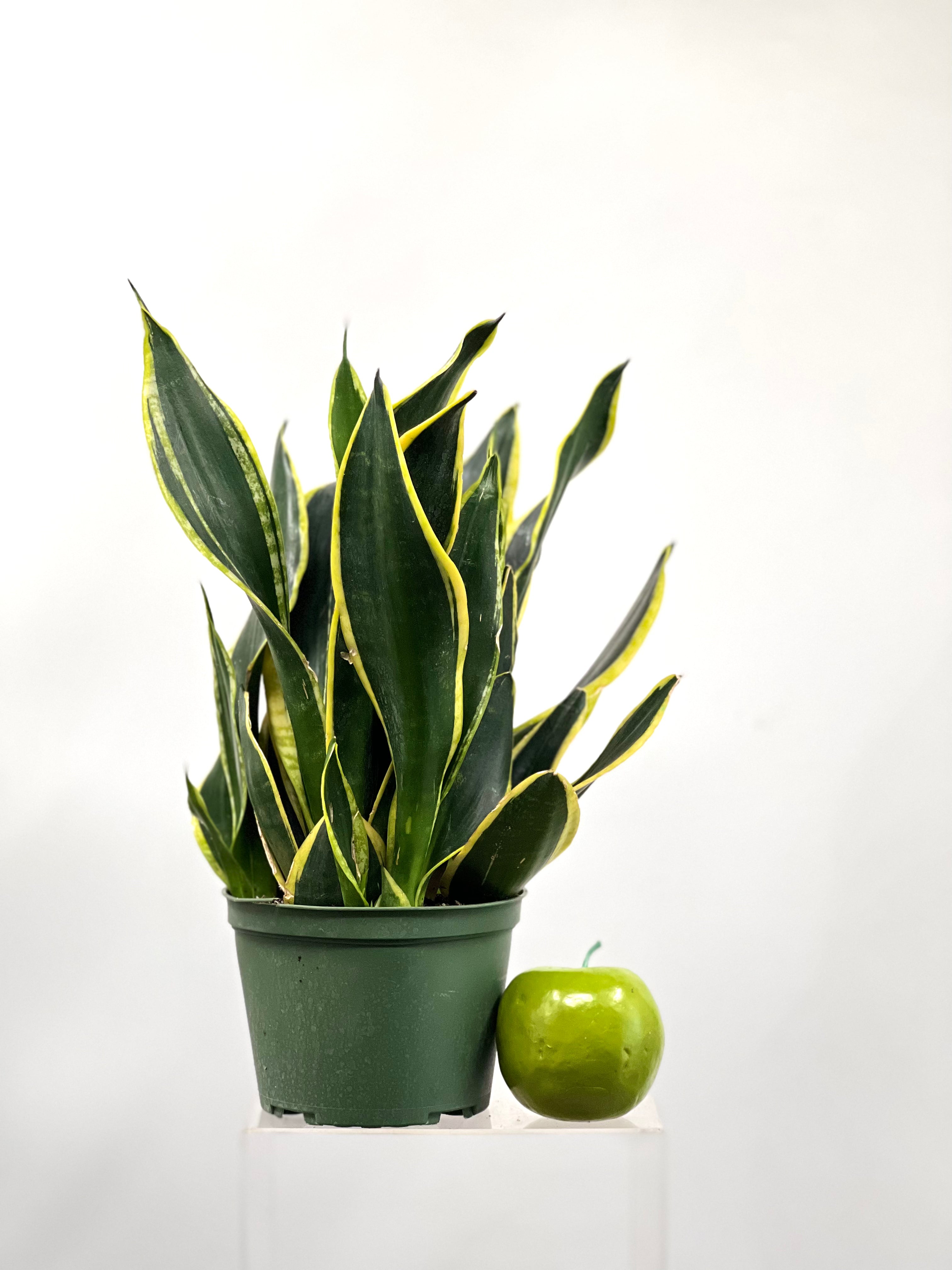 black limon sansevieria 6" Sansevieria Black Gold Extreme – Plant Decor Shop