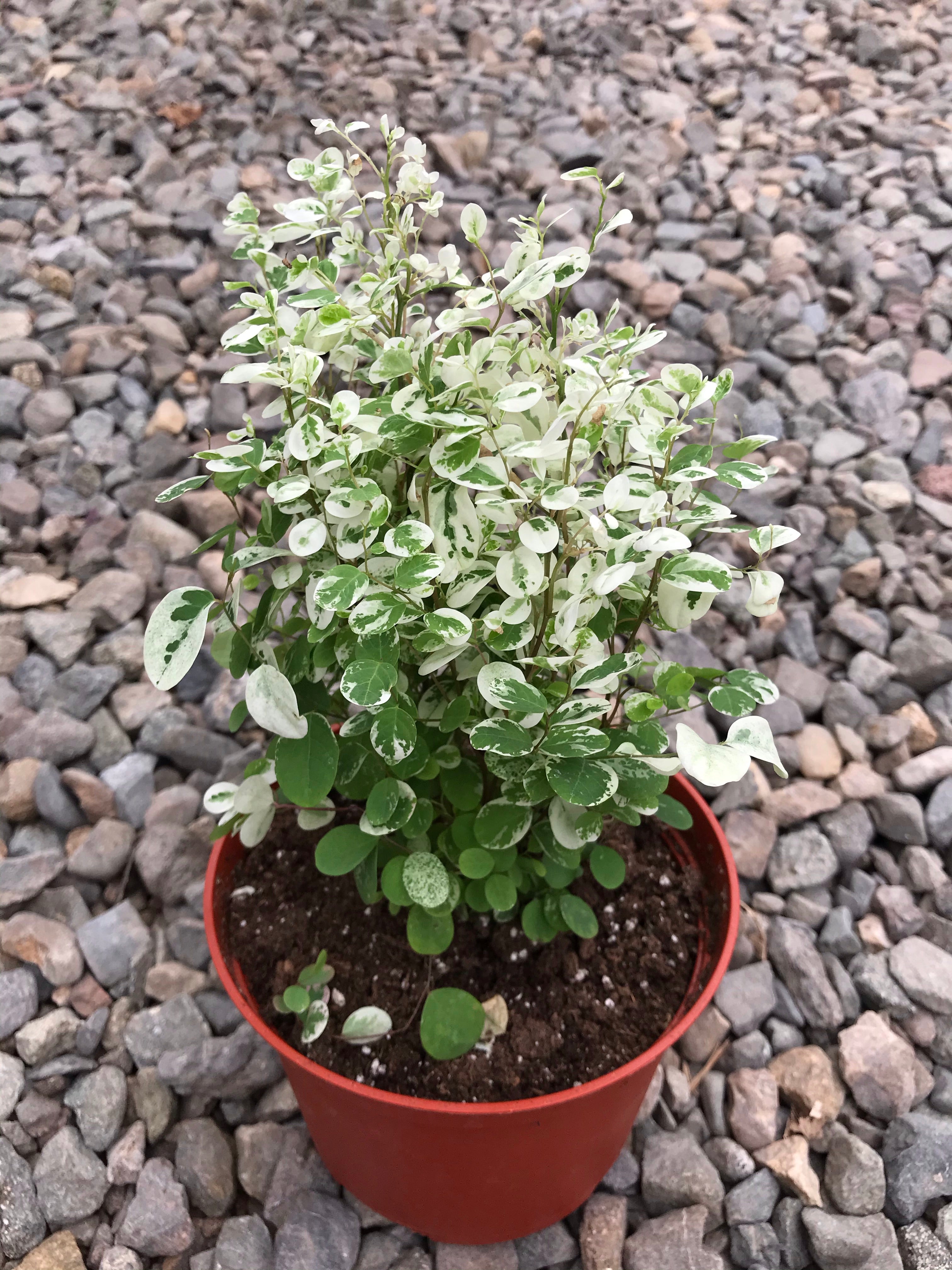 snow bush indoor plant 6" Breynia Nivosa 'Mini Snow Bush'