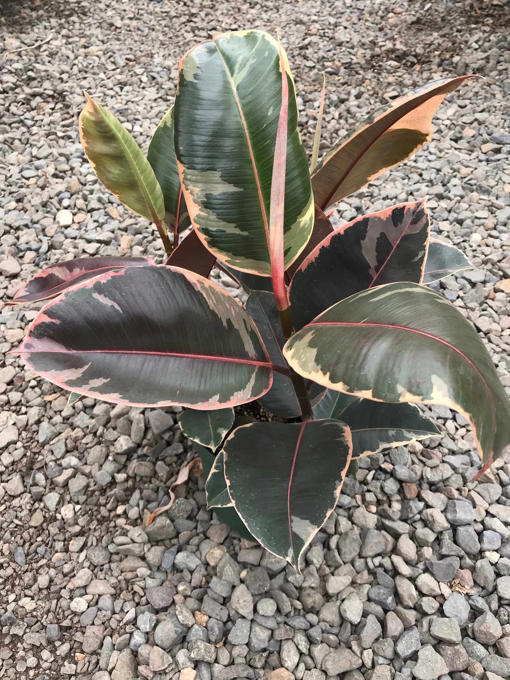 pink rubber tree 8" Ficus Decora Ruby Pink – Plant Decor Shop
