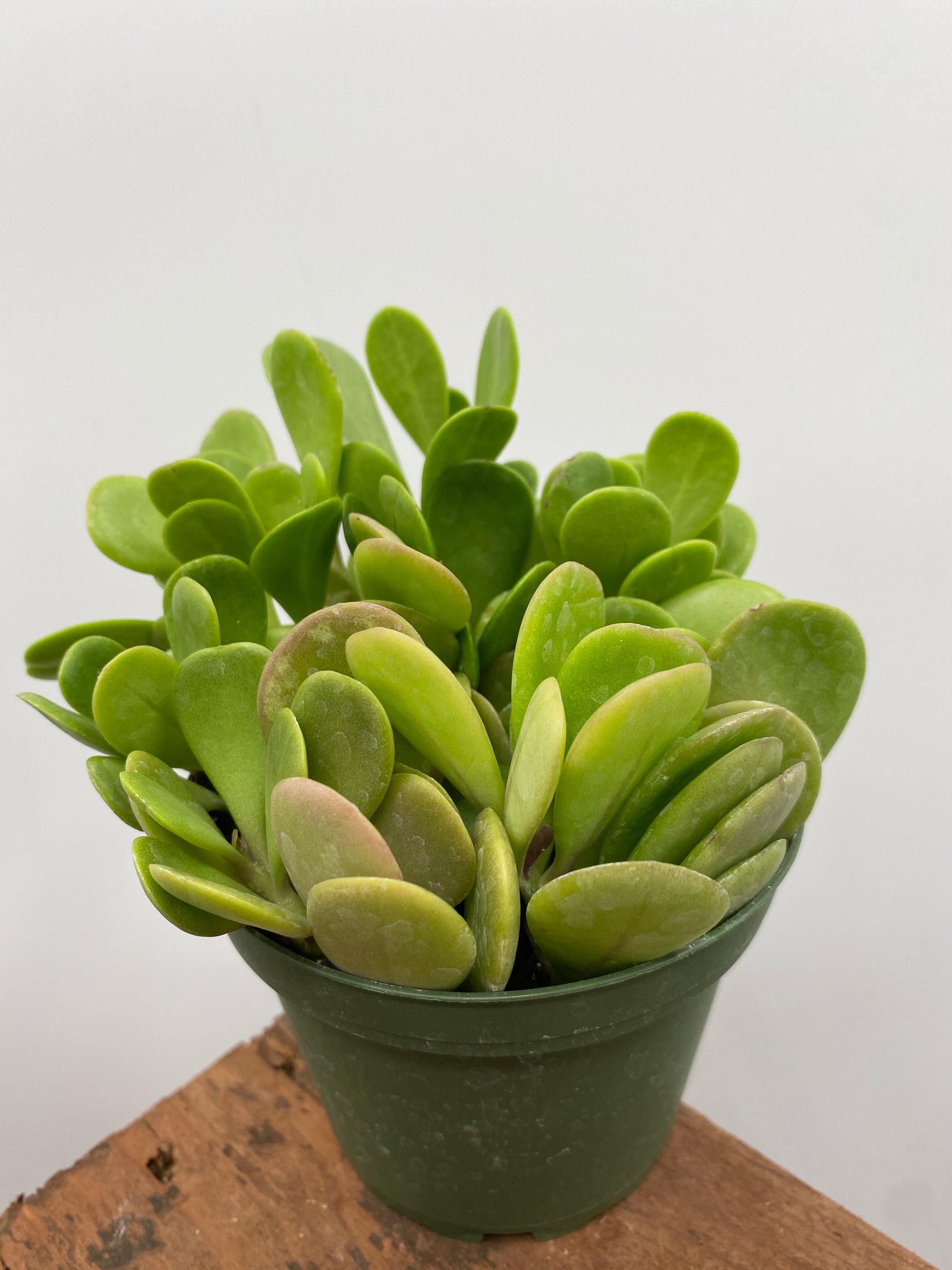 trailing jade plant for sale 4" Senecio Jacobsenii "Trailing Jade" – Plant Decor Shop