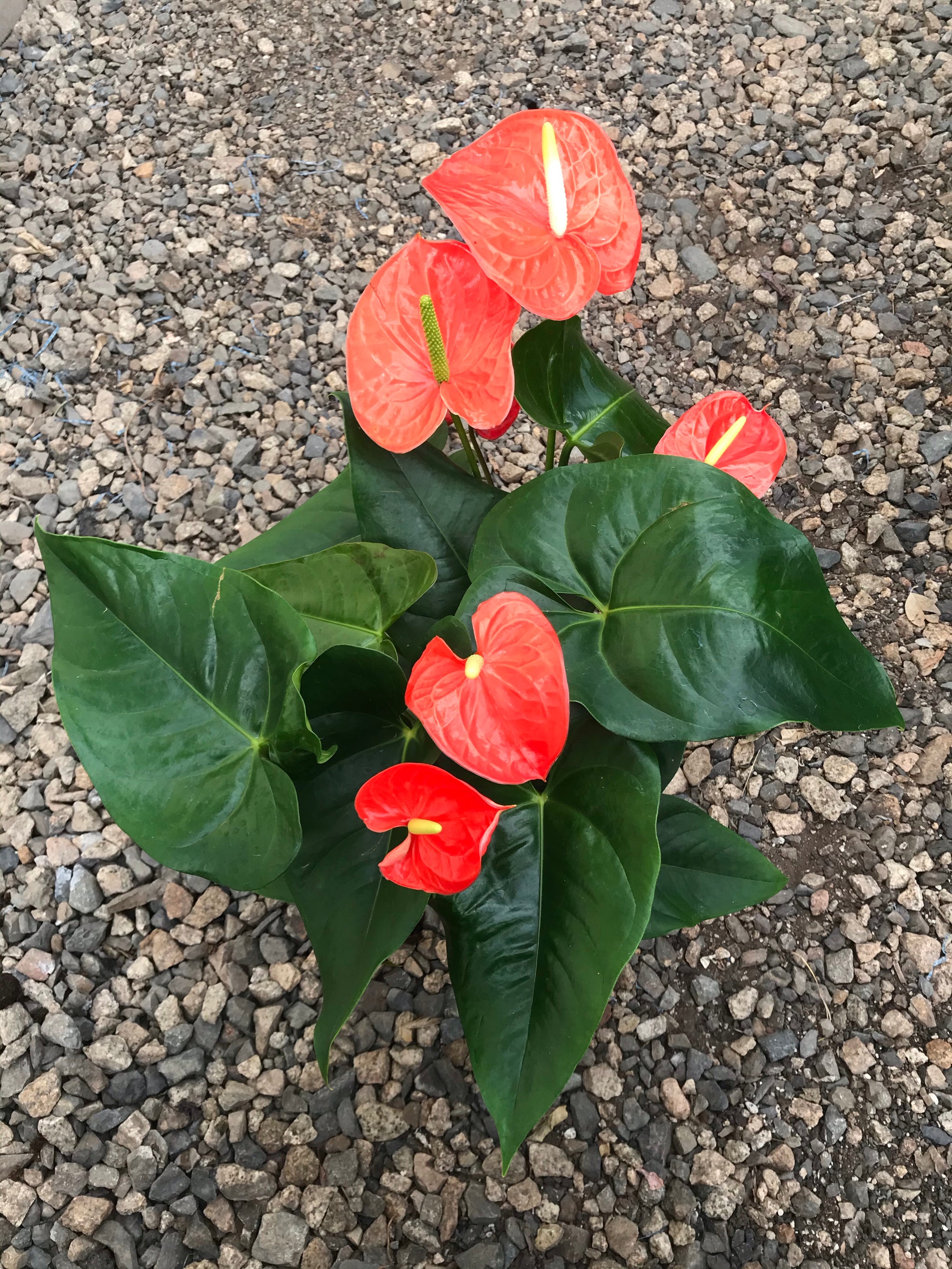 anthurium ornatum 6" Anthurium, Orange