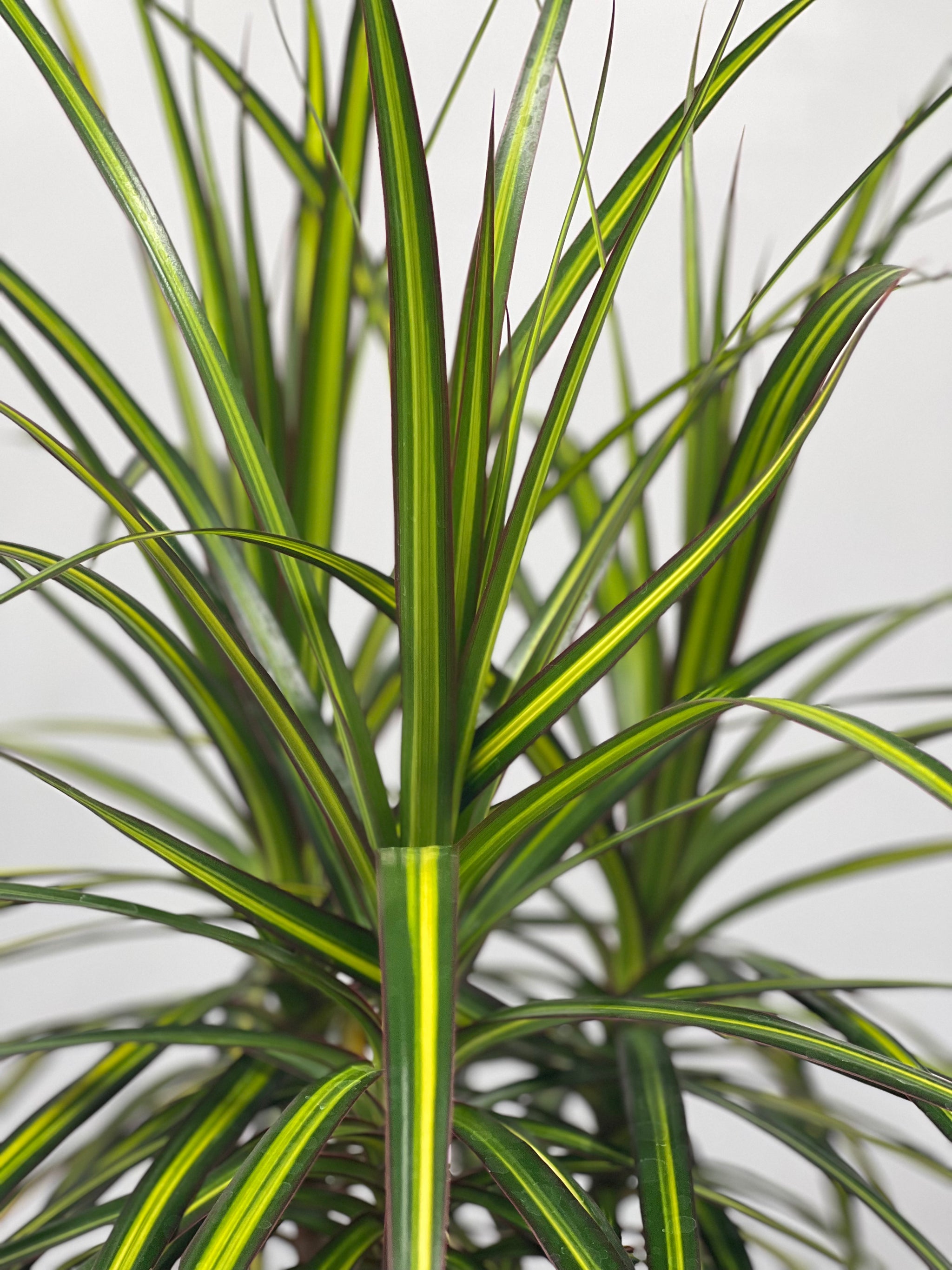 dracaena 'marginata sunray 6" Dracaena Marginata Sunray – Plant Decor Shop