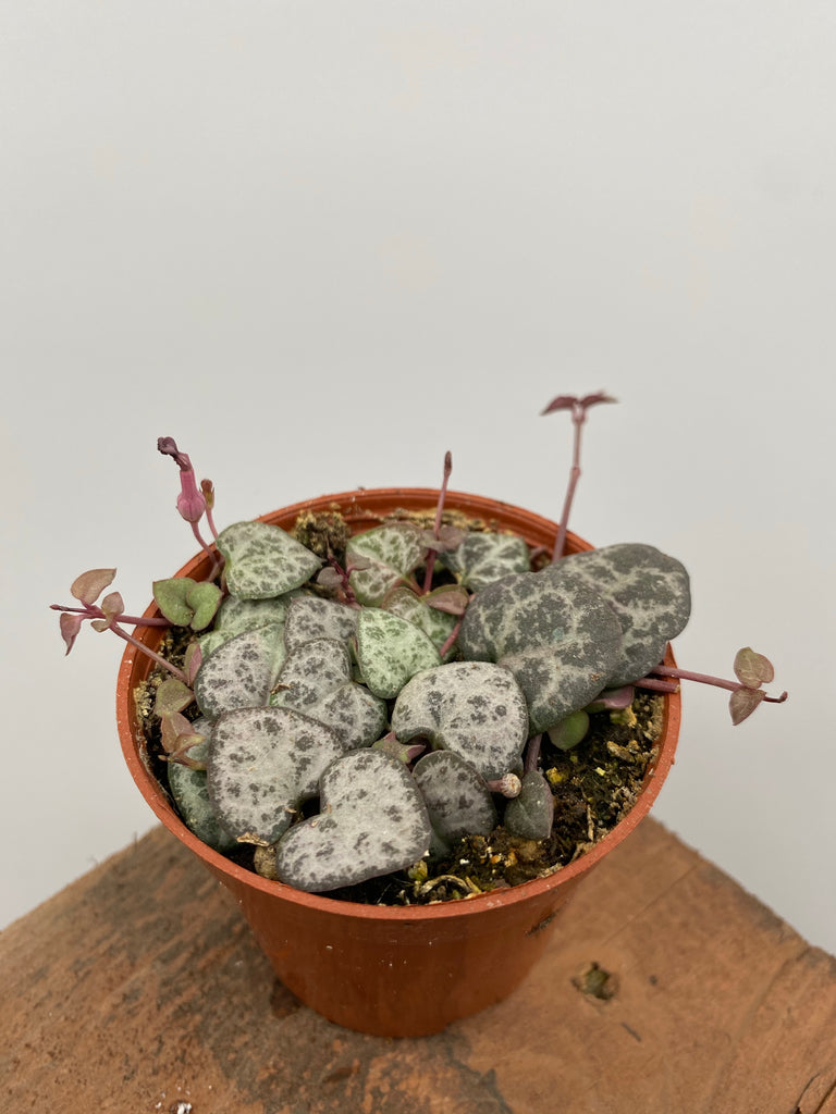3" Ceropegia String of Hearts