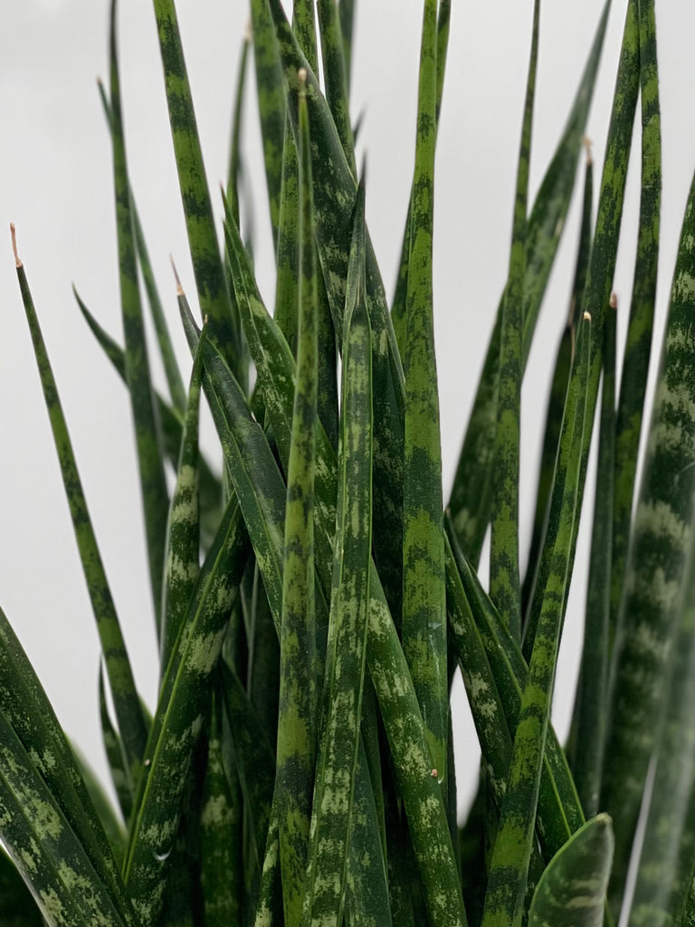 sansevieria fernwood mikado snake plant Fernwood Mikado Snake Plant - Sanseveria