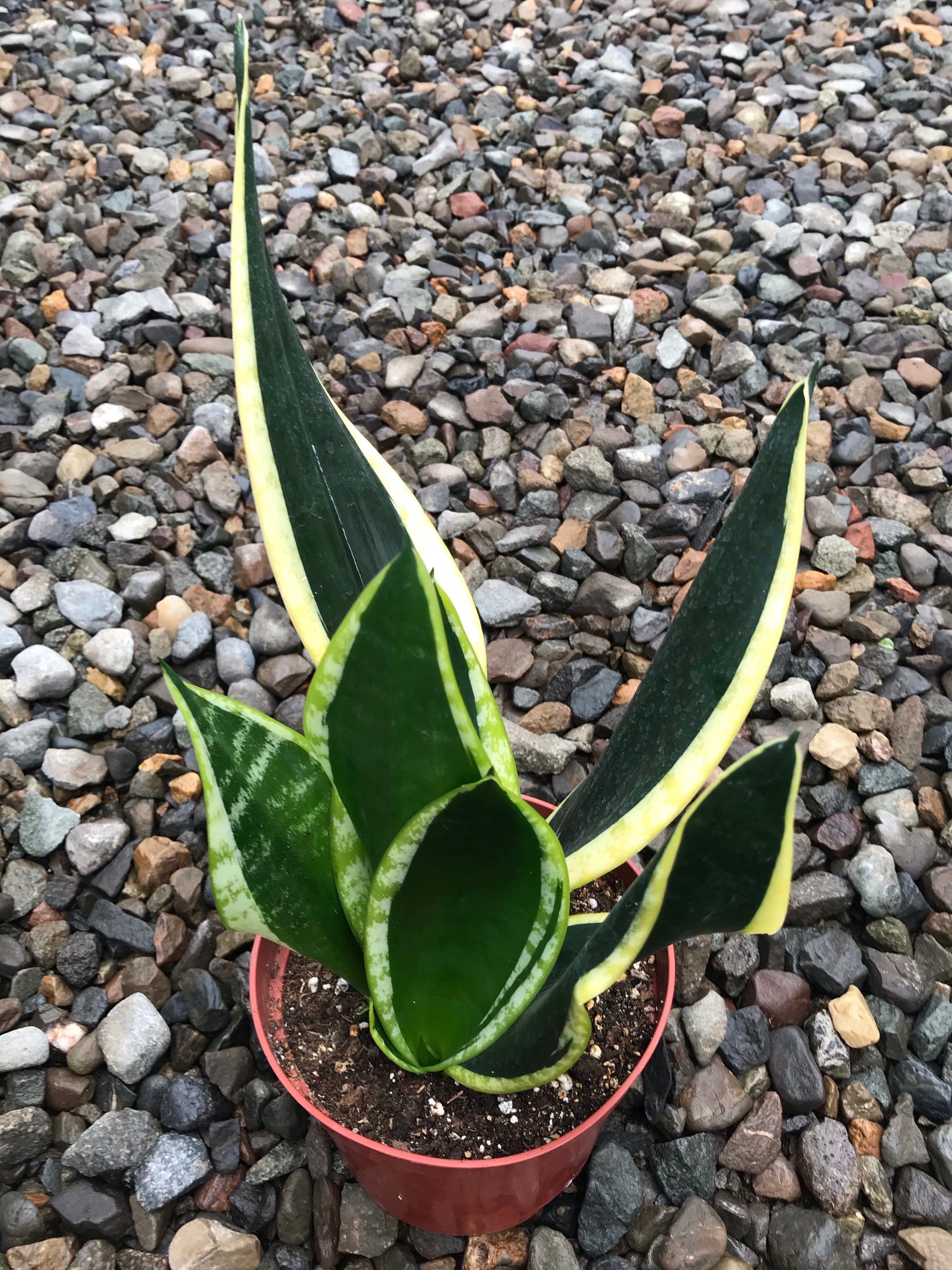 sansveria sp black & gold variegated snake plant 6" Sansevieria Black Gold Superba – Plant Decor Shop