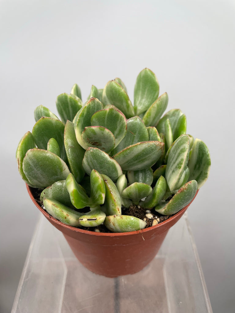 jade variegated plant 4" Crassula Jade, Variegated – Plant Decor Shop