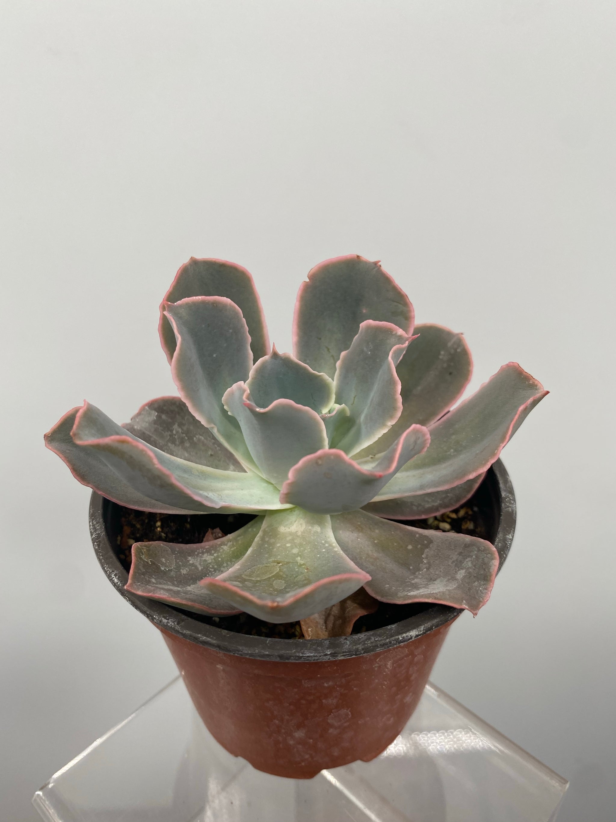 echeveria metallica succulent 4" Echeveria Metallica Hybrid – Plant Decor Shop