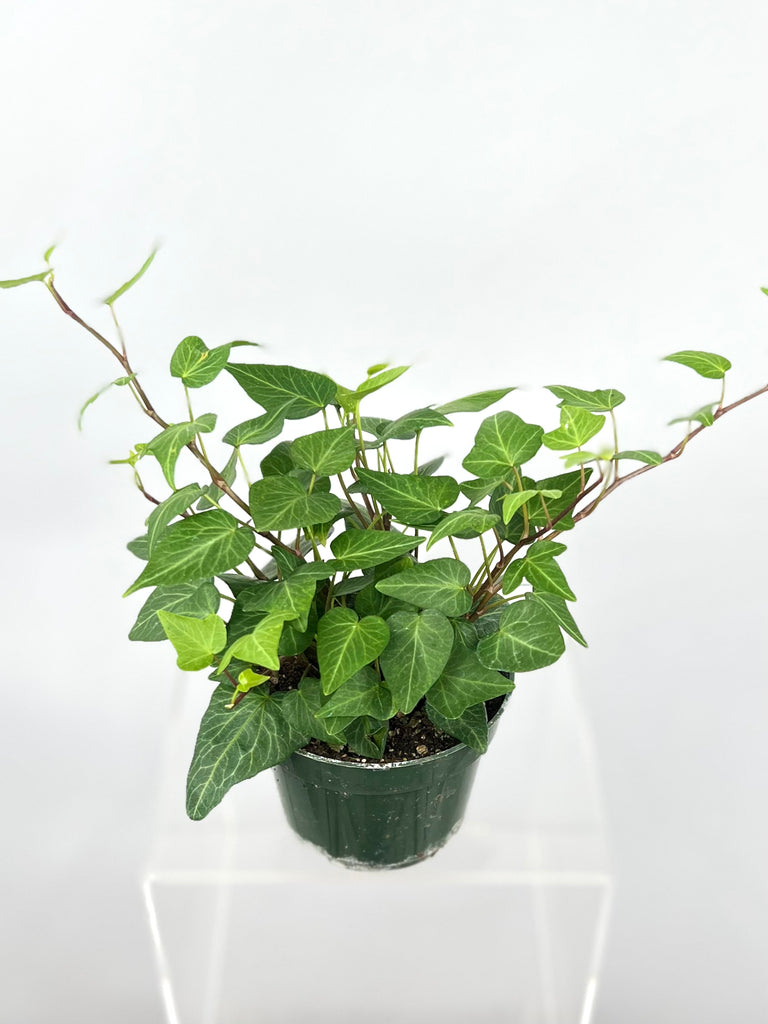 ivy hanging plant indoor 4" Ivy, Natasha – Plant Decor Shop