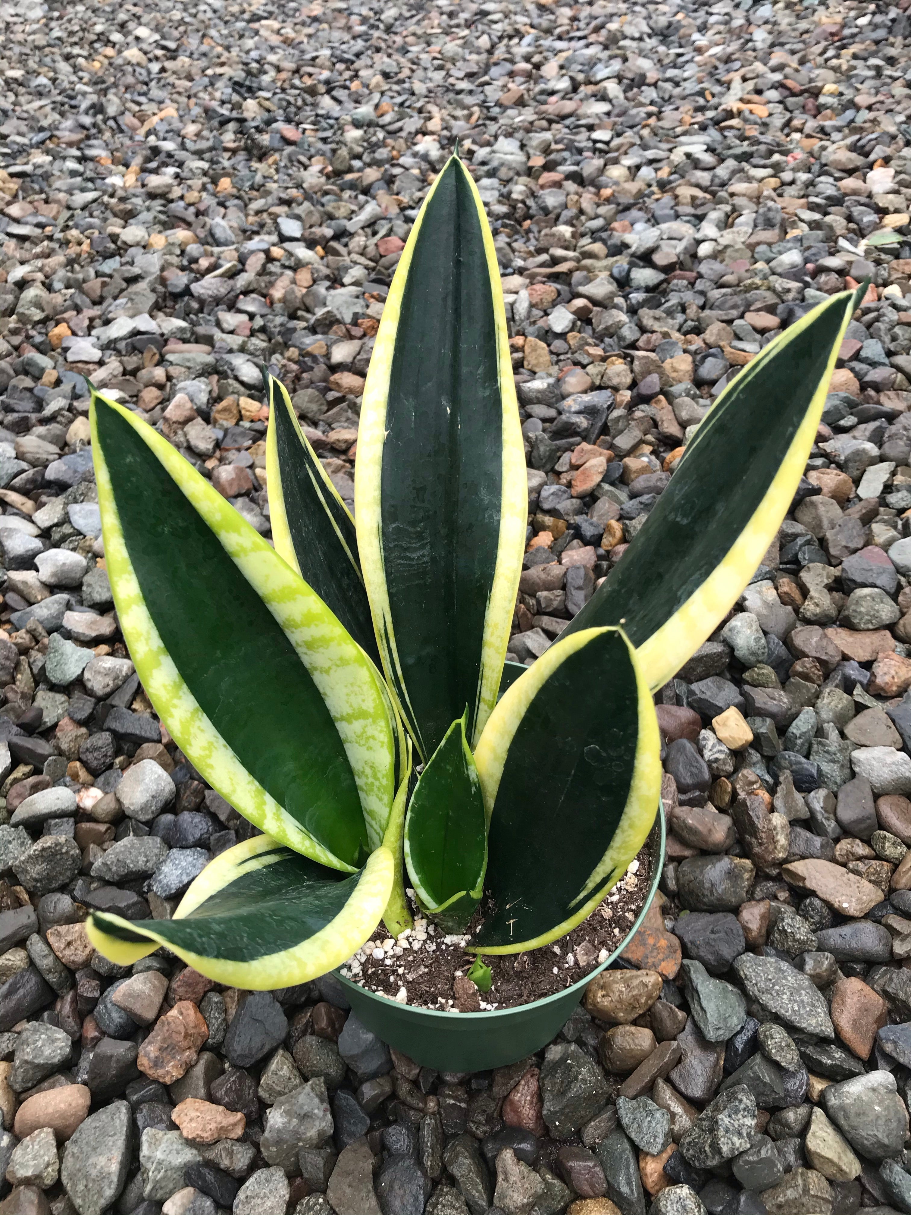 sansevieria black and gold 6" Sansevieria Black Gold Superba