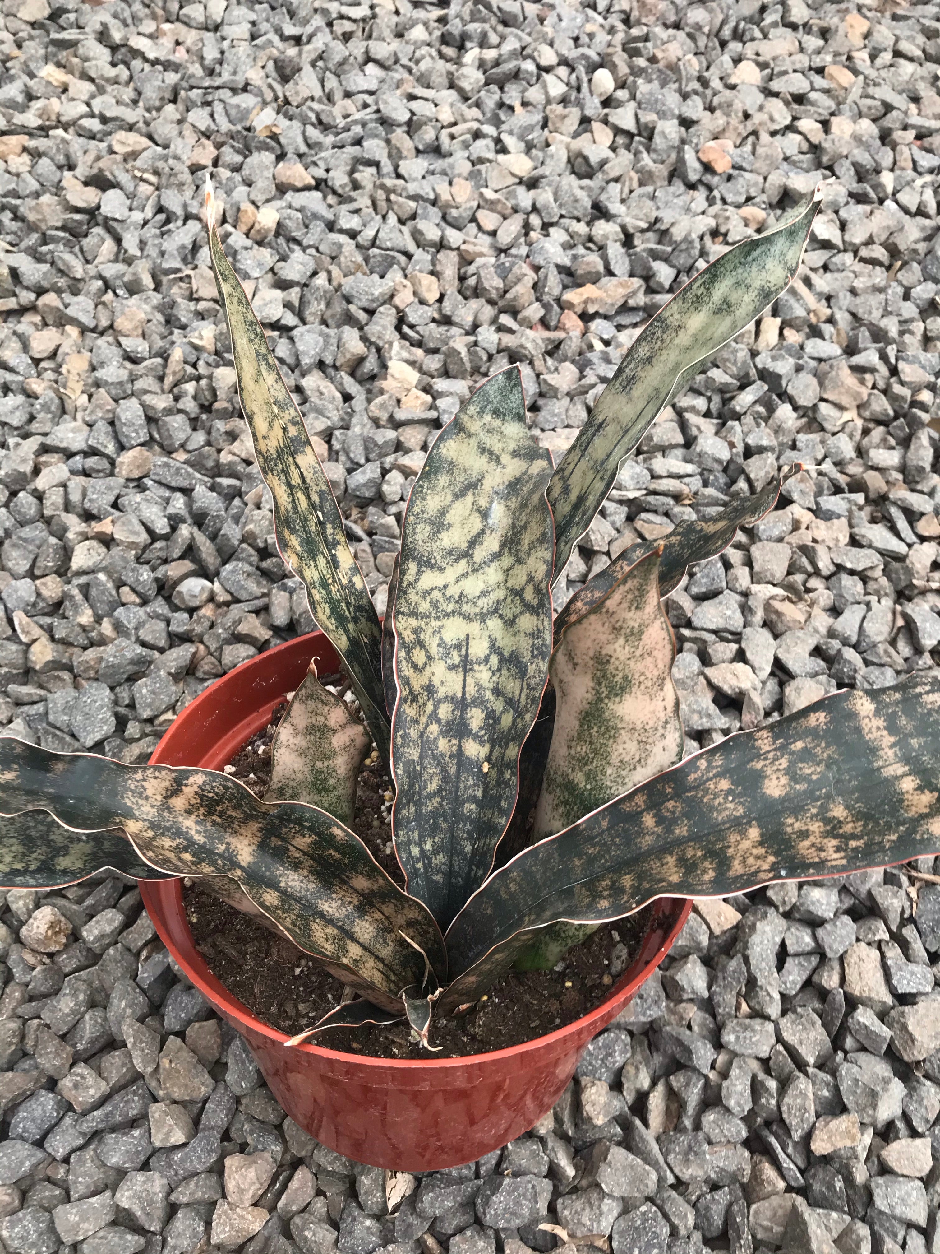copper snake plant 8" Sansevieria Copper – Plant Decor Shop
