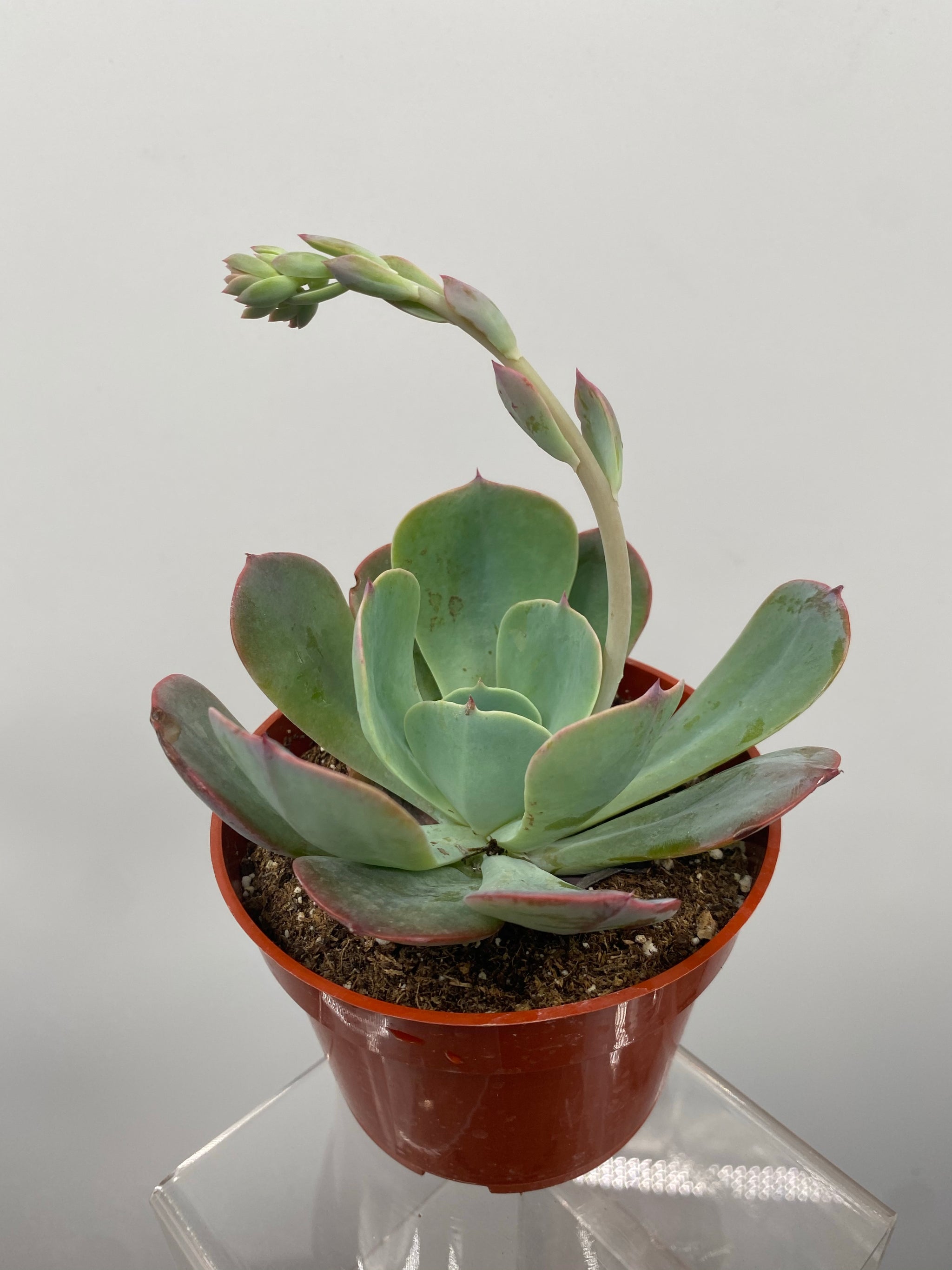 blue sky succulent care Echeveria 'Blue Sky' 4 Inch