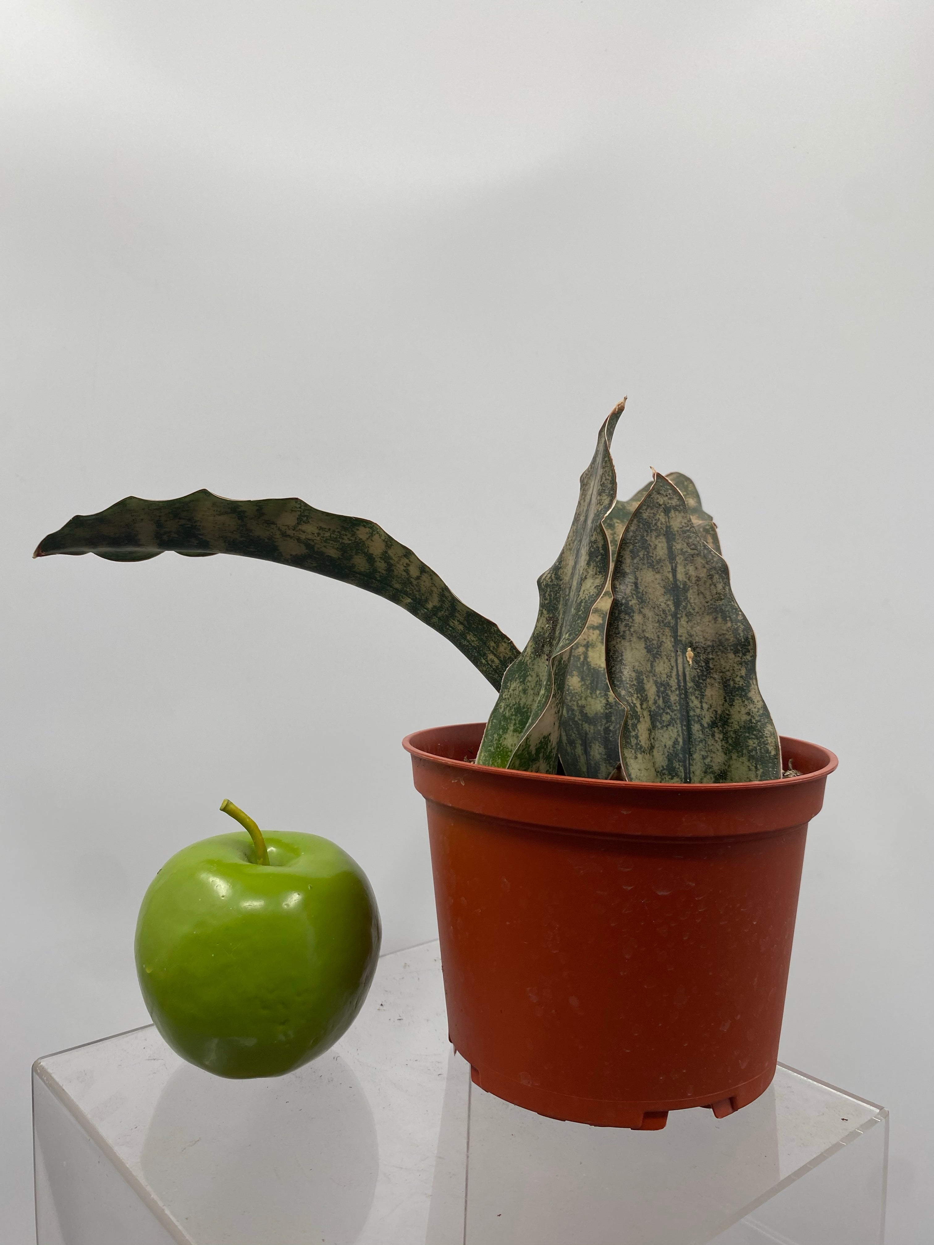 copper snake plant 6" Sansevieria Copper – Plant Decor Shop