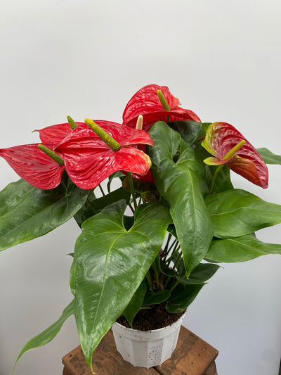 Plaque Décorative Lapin 'Grow Plant Water Bloom' - Occasion