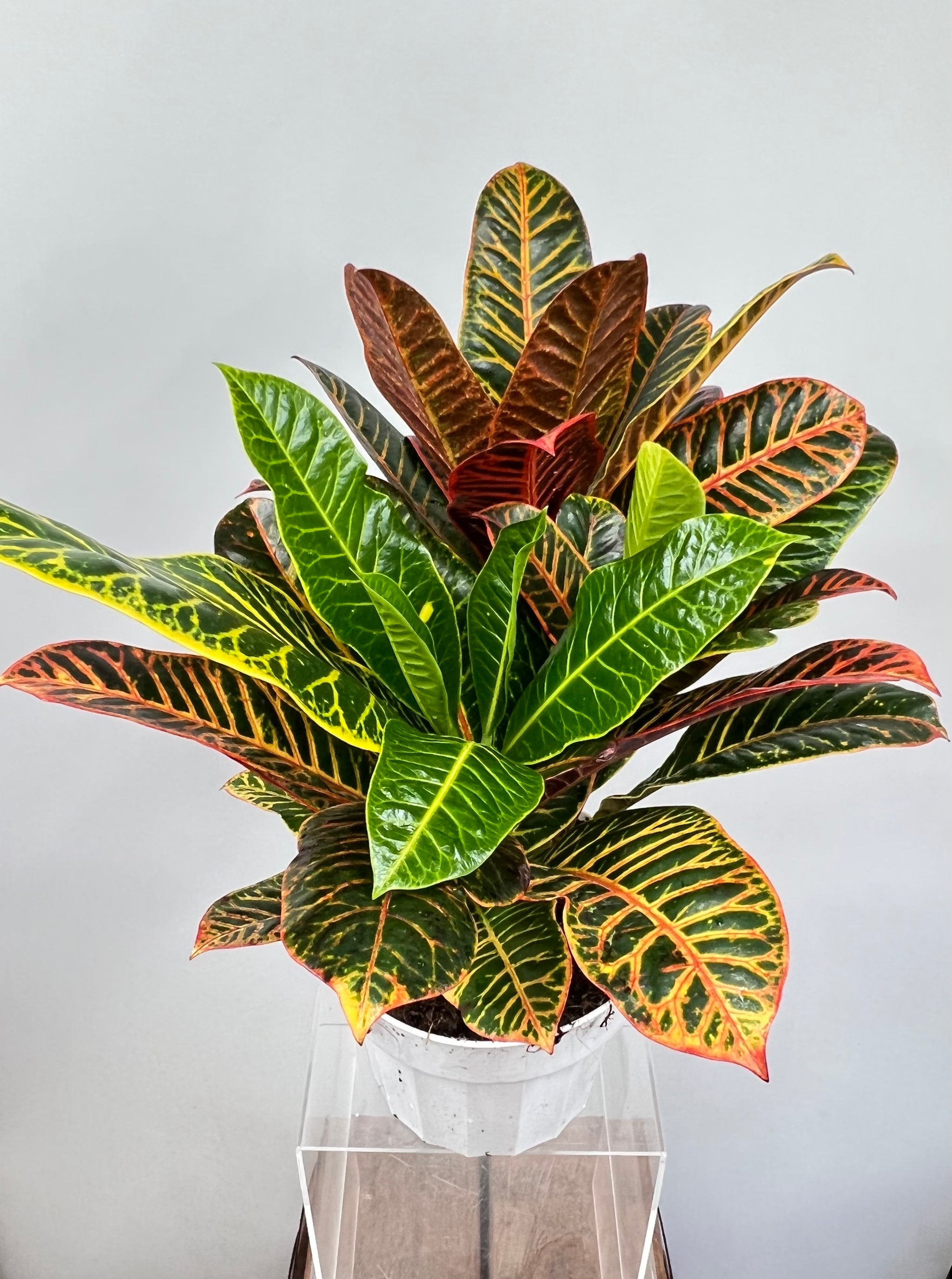 COROTON　14枚 Croton – Plant Decor Shop