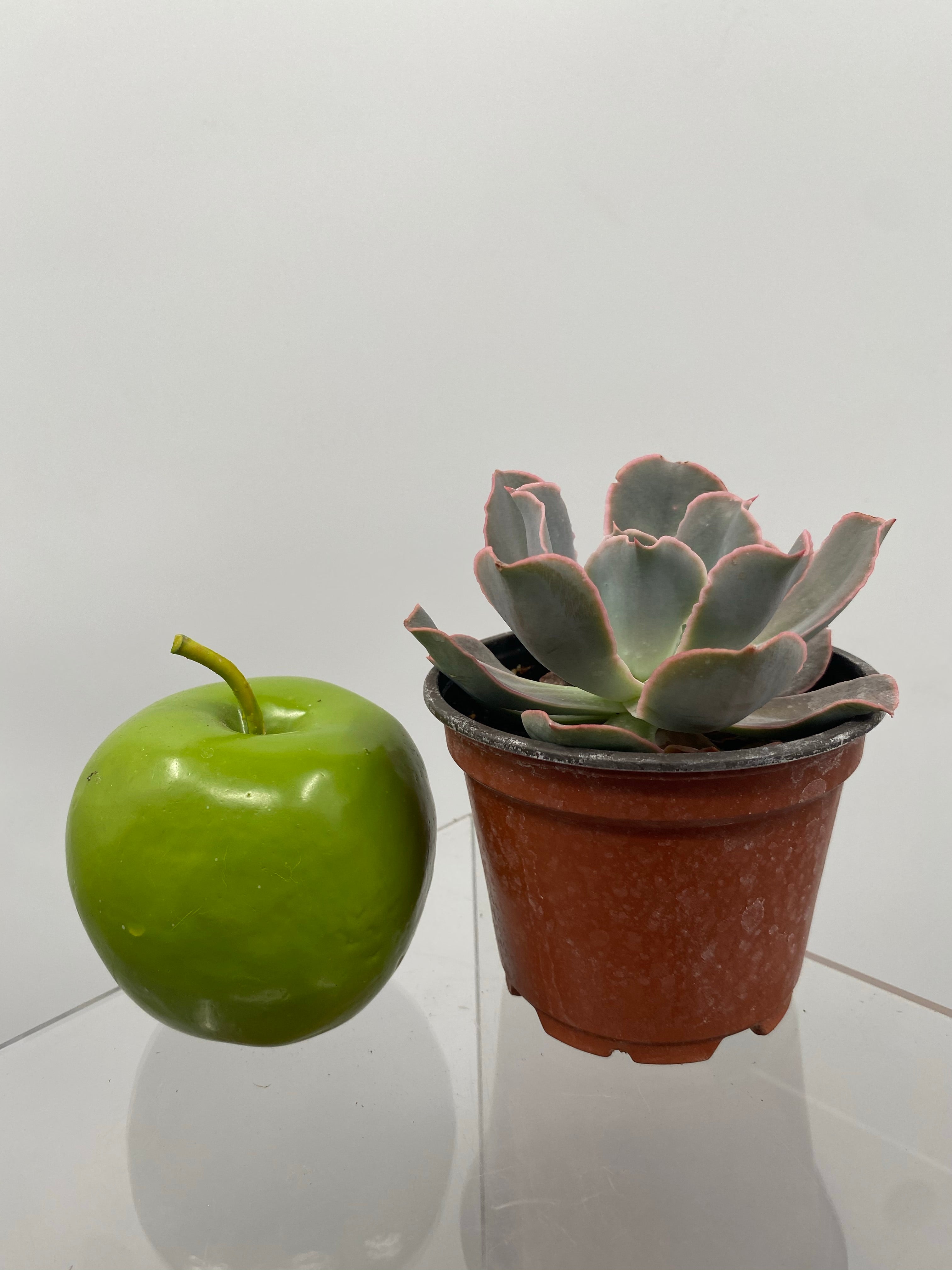 echeveria metallica succulent 4" Echeveria Metallica Hybrid – Plant Decor Shop