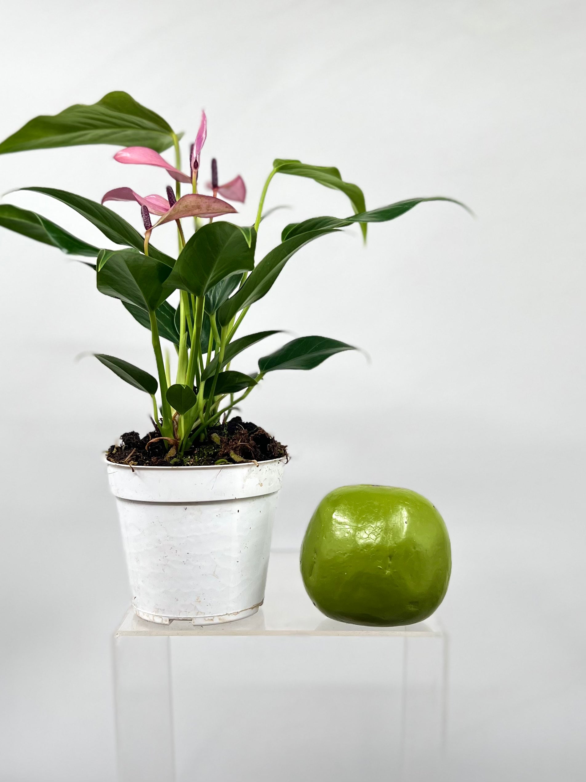 anthurium plant purple 4" Anthurium, Zizou – Plant Decor Shop