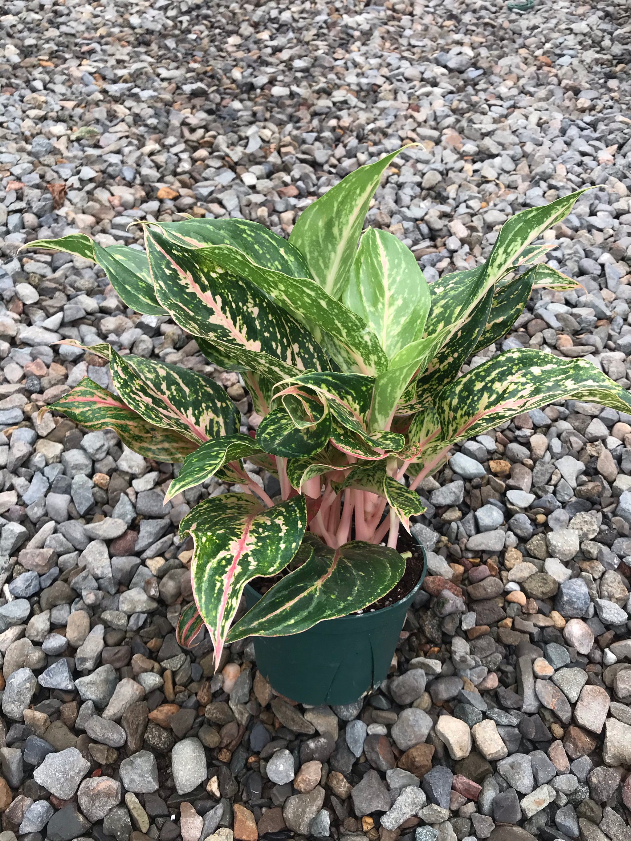 6" Chinese Evergreen Sparkling Sarah  Plant Decor Shop