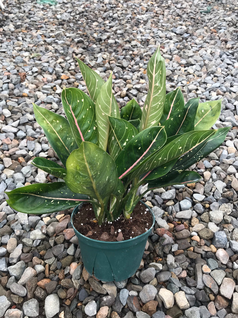 6" Chinese Evergreen Pink Moon