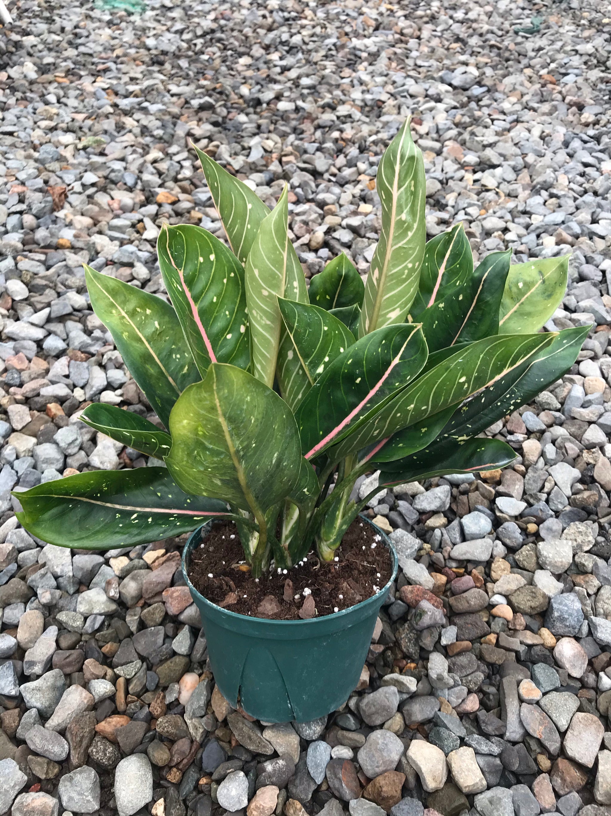 aglaonema commutatum pink moon 6" Chinese Evergreen Pink Moon