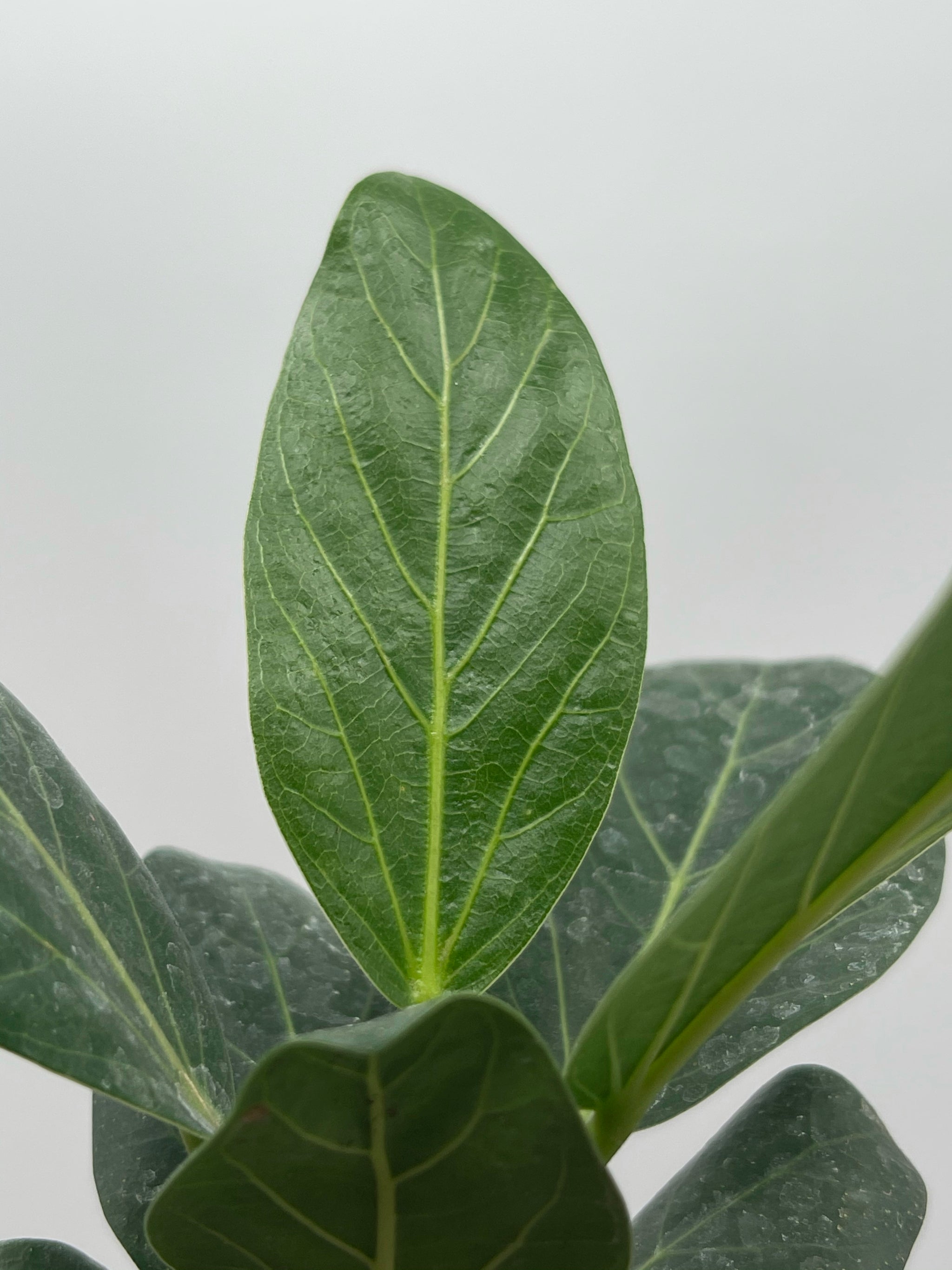 ficus audrey in the wild 3" Ficus Benghalensis, Audrey – Plant Decor Shop